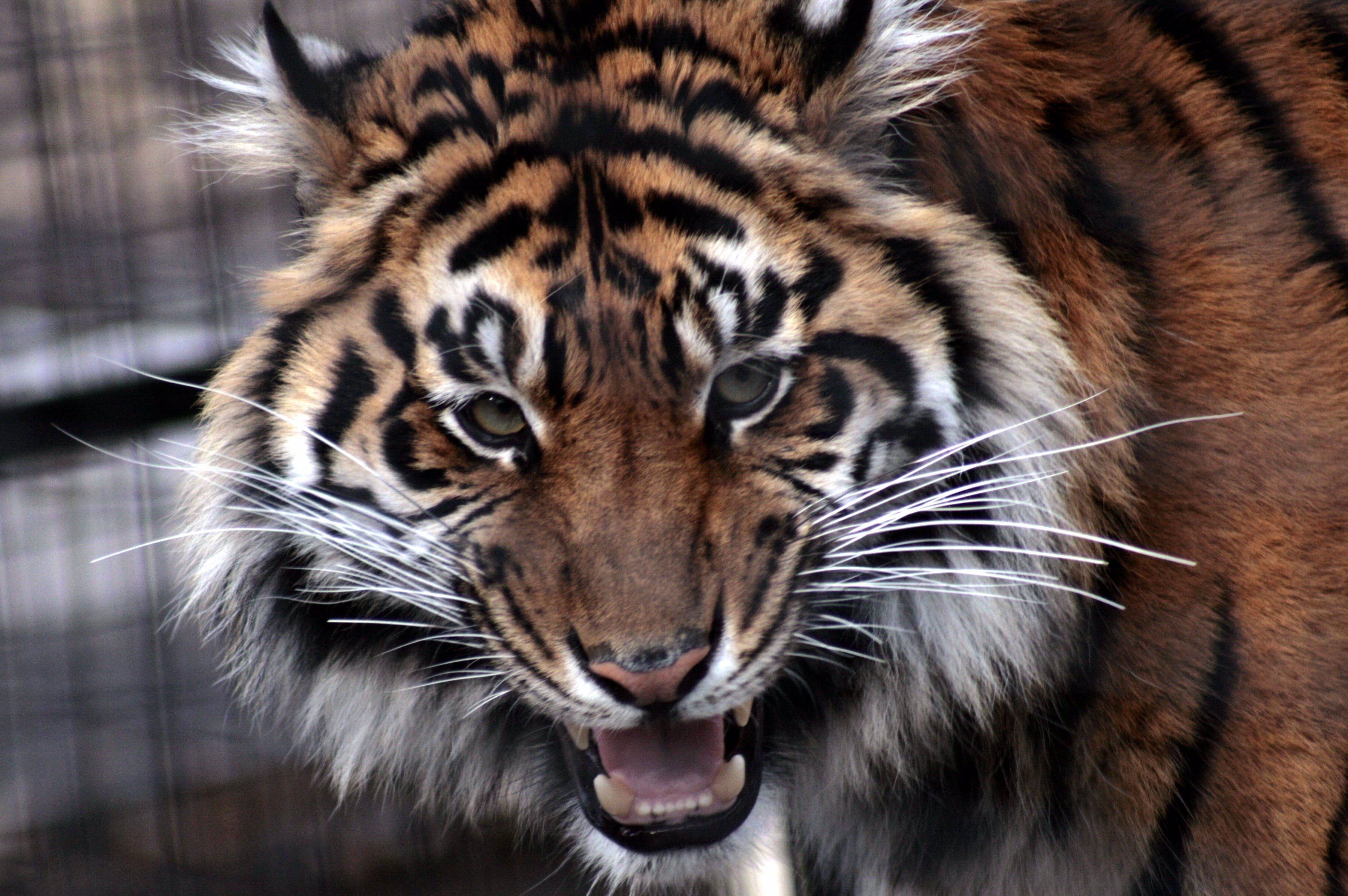 74201 télécharger l'image animaux, agression, sourire, museau, muselière, prédateur, tigre, colère - fonds d'écran et économiseurs d'écran gratuits