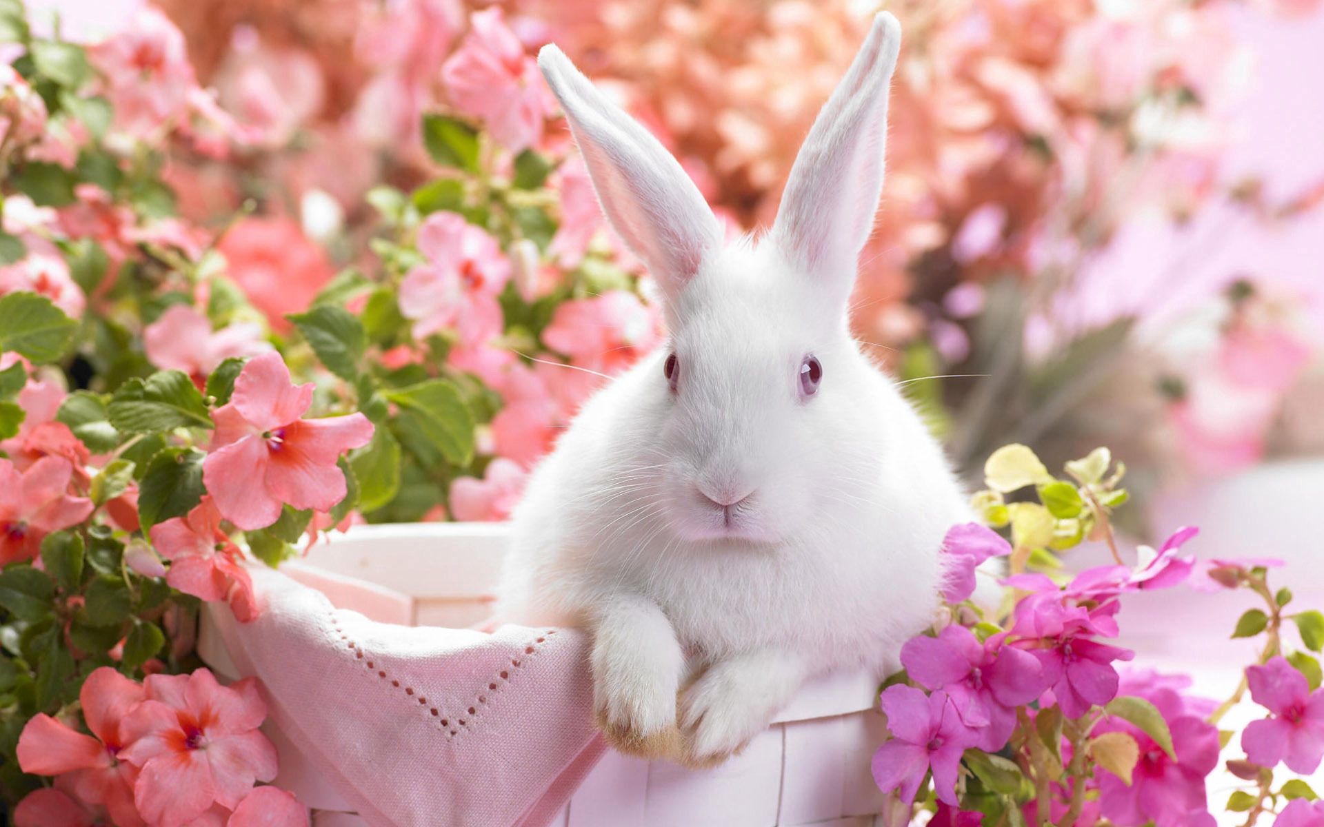 Download mobile wallpaper Rabbit, Bright, Ears, Sit, Basket, Animals, Flowers for free.