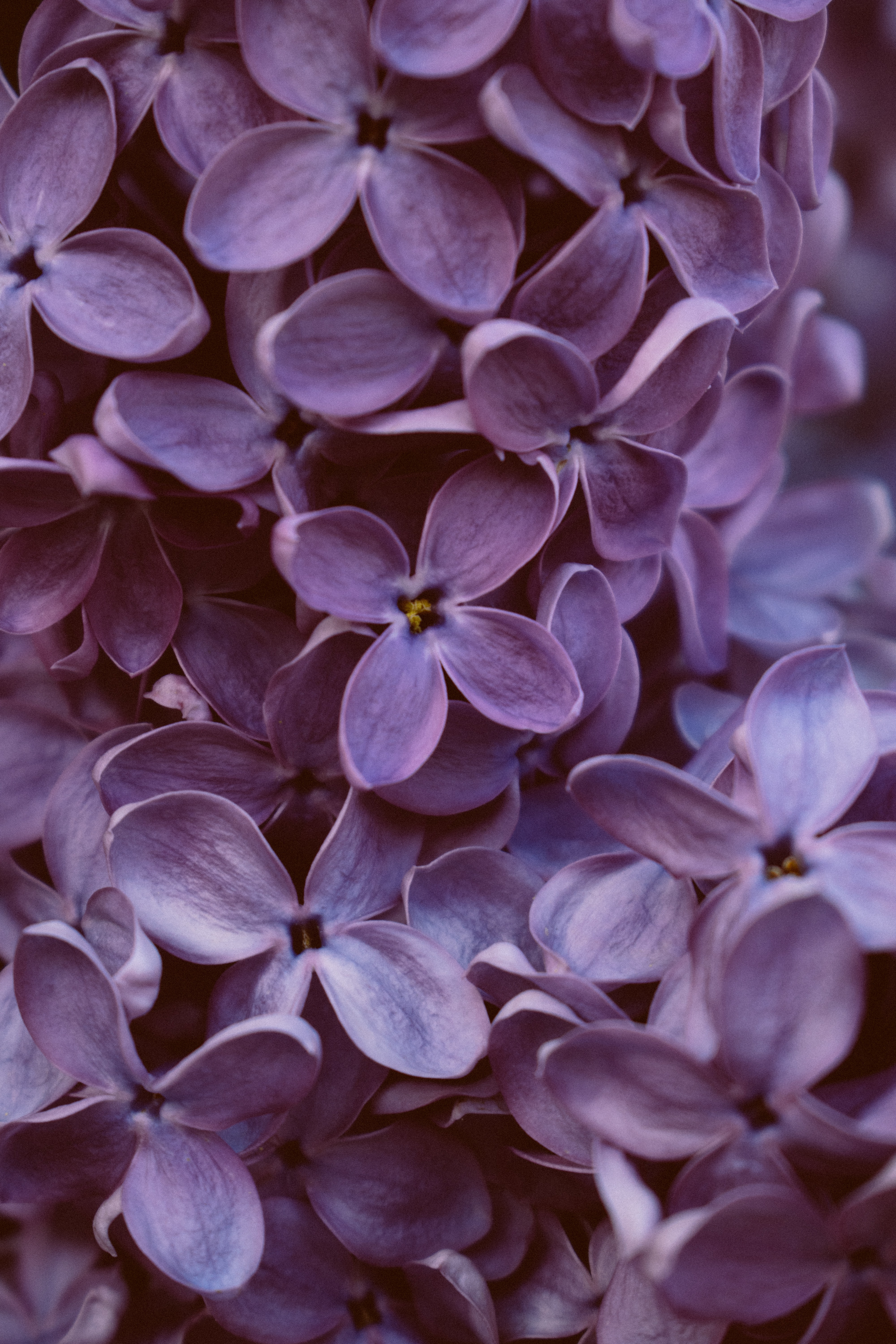 purple, lilac, flowers, violet, macro, bloom, flowering