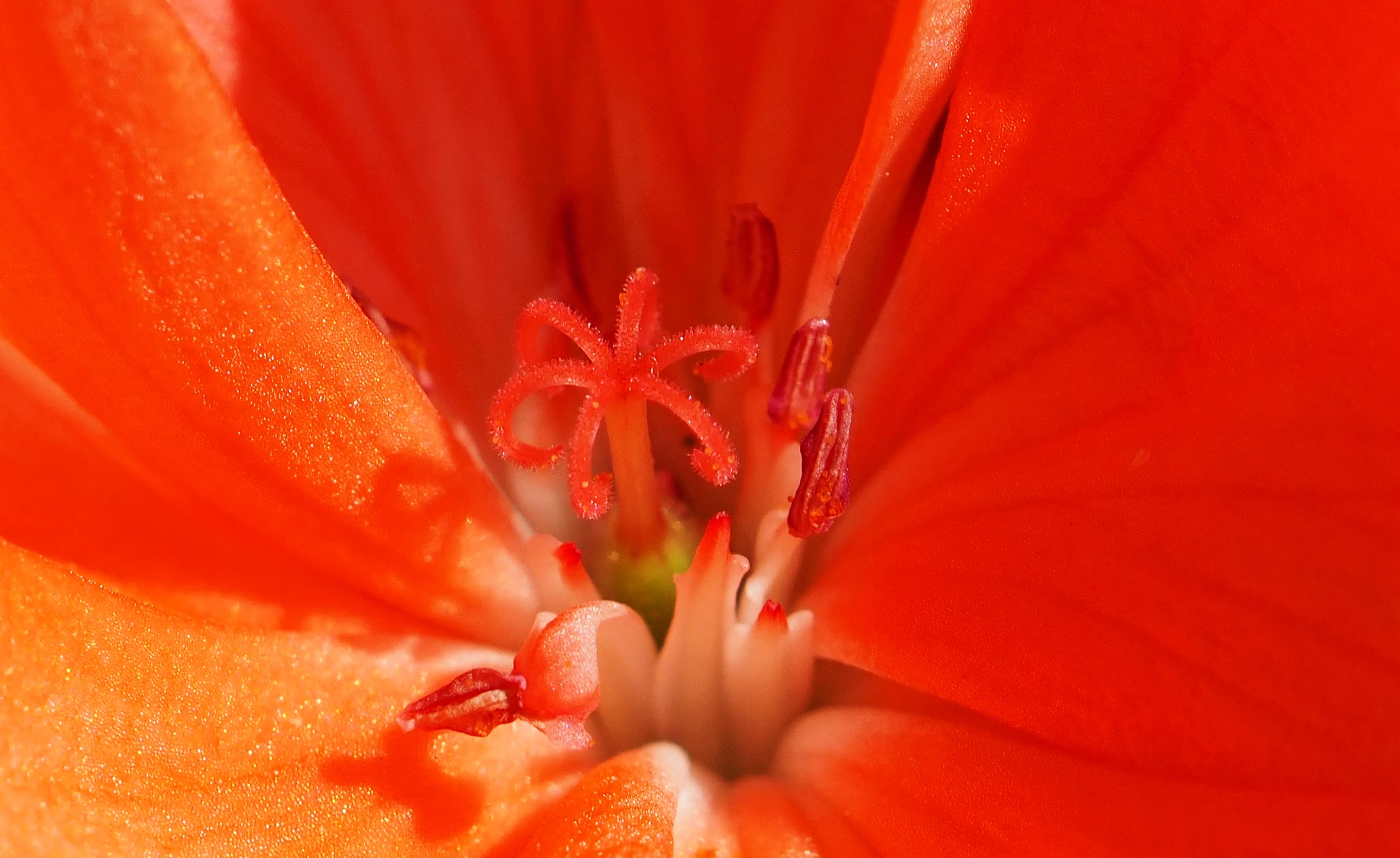flower, macro, pollen, stamen, lulpan 1080p