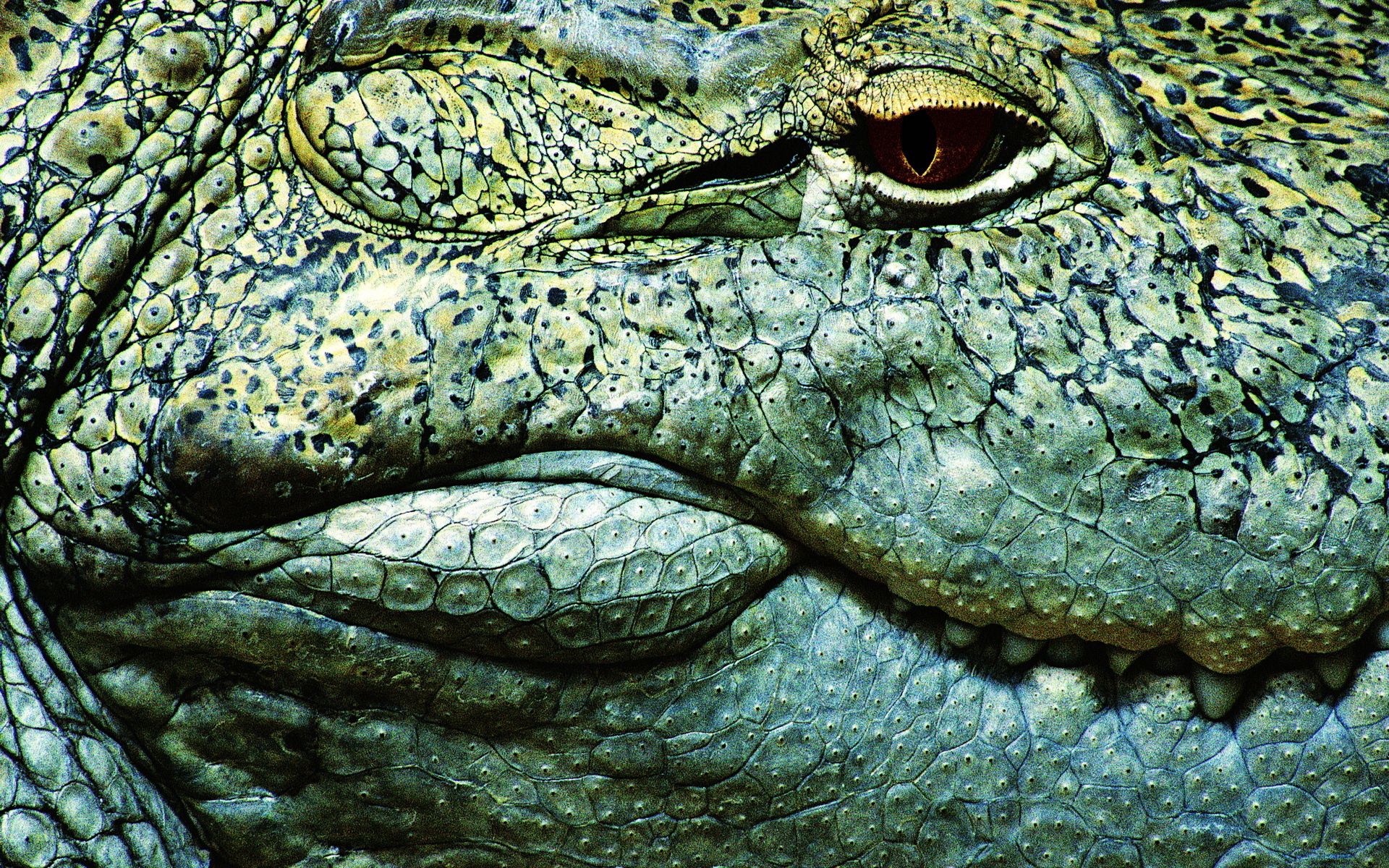 «Кожа крокодила»