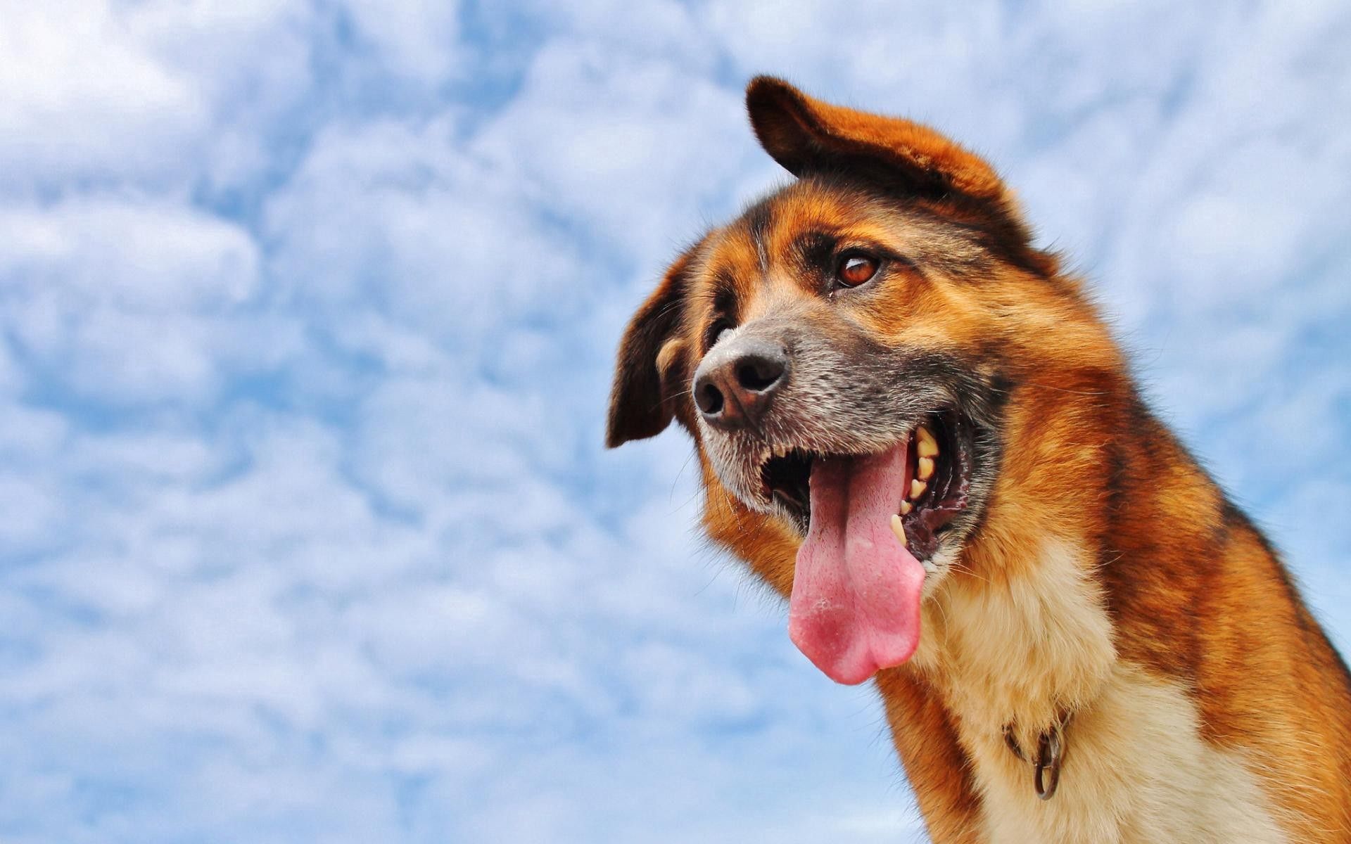 animals, sky, clouds, dog, muzzle, protruding tongue, tongue stuck out for android
