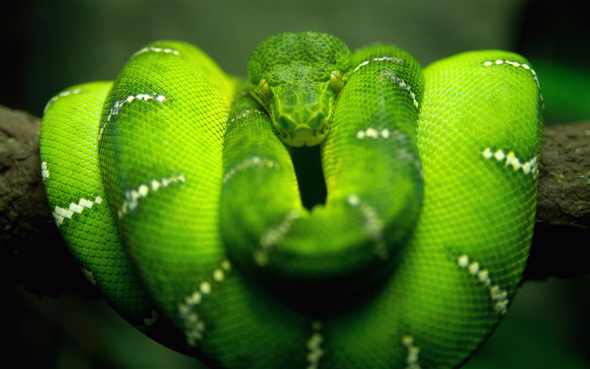 emerald tree boa, animal, snake