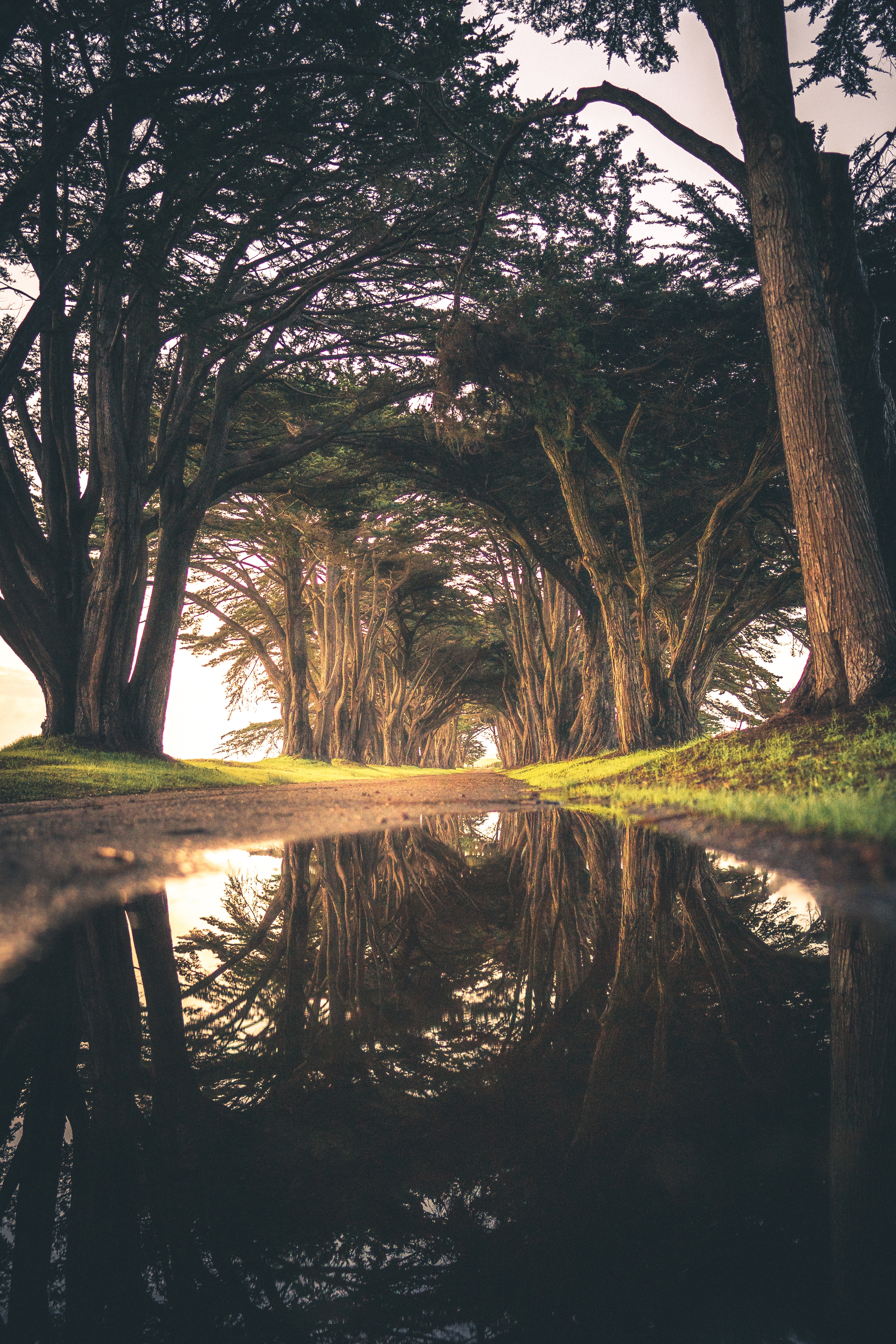 reflection, trees, nature, road, puddle High Definition image