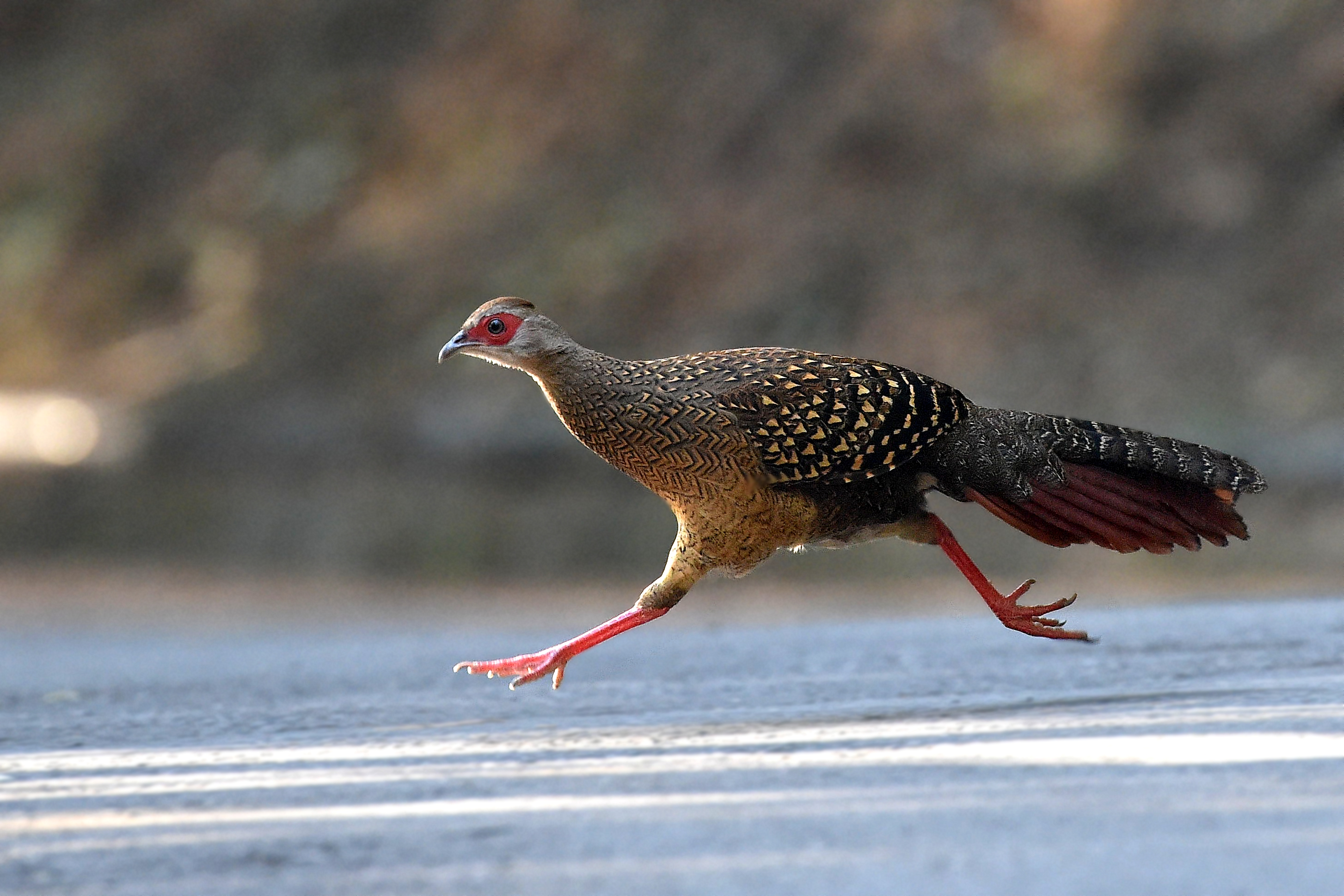 Download mobile wallpaper Swinhoe's Pheasant, Pheasant, Bokeh, Running, Bird, Birds, Animal for free.