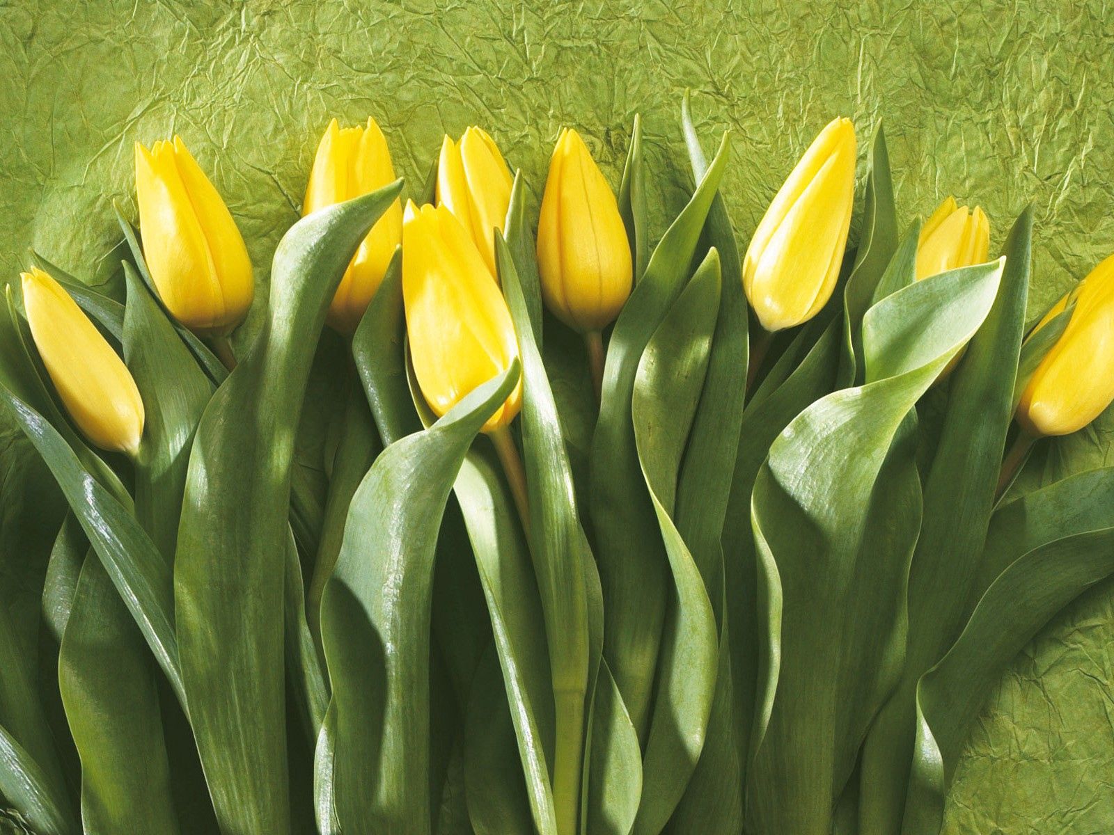 Download mobile wallpaper Row, Leaves, Buds, Flowers, Wall, Tulips for free.