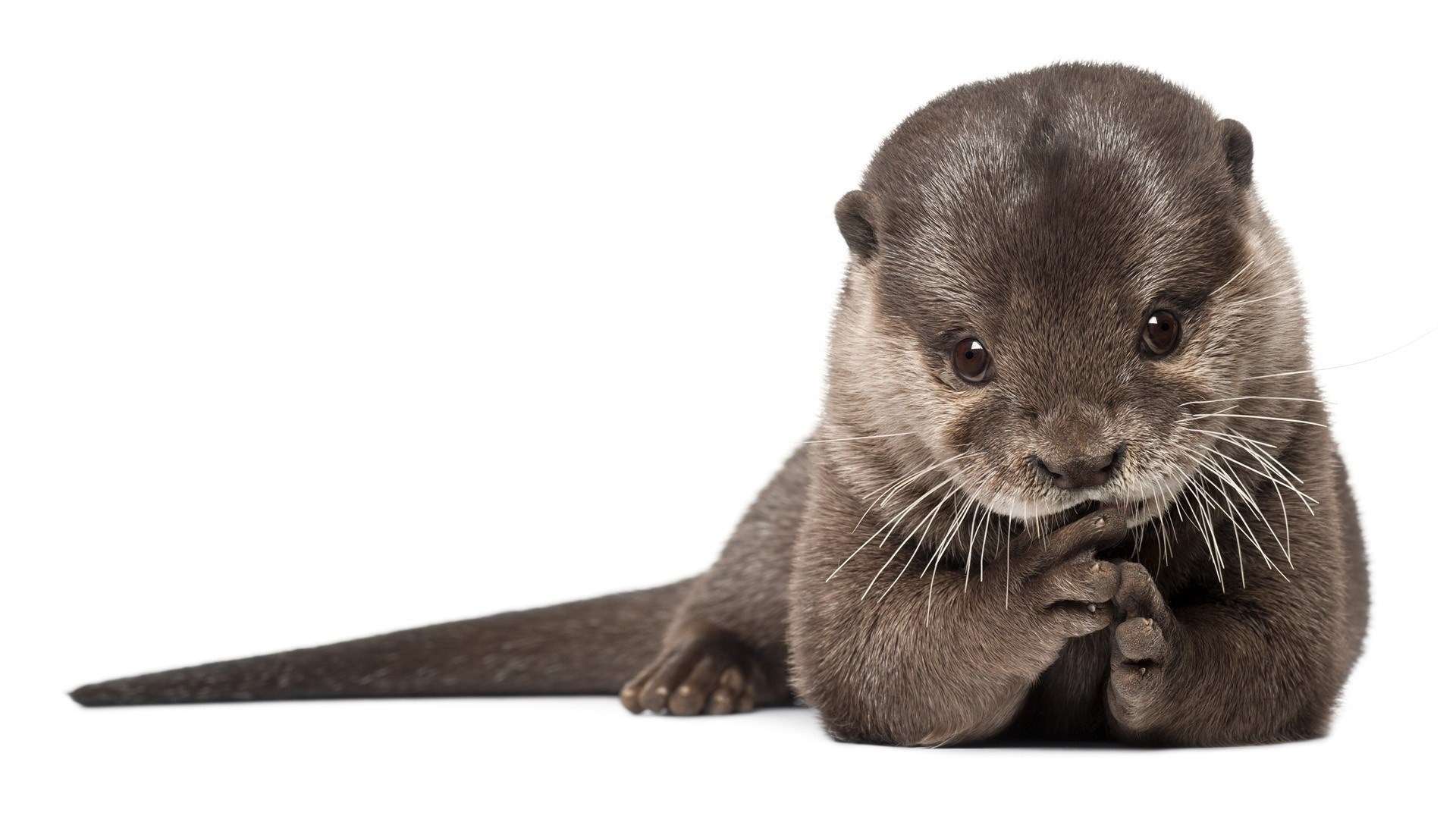android animal, otter