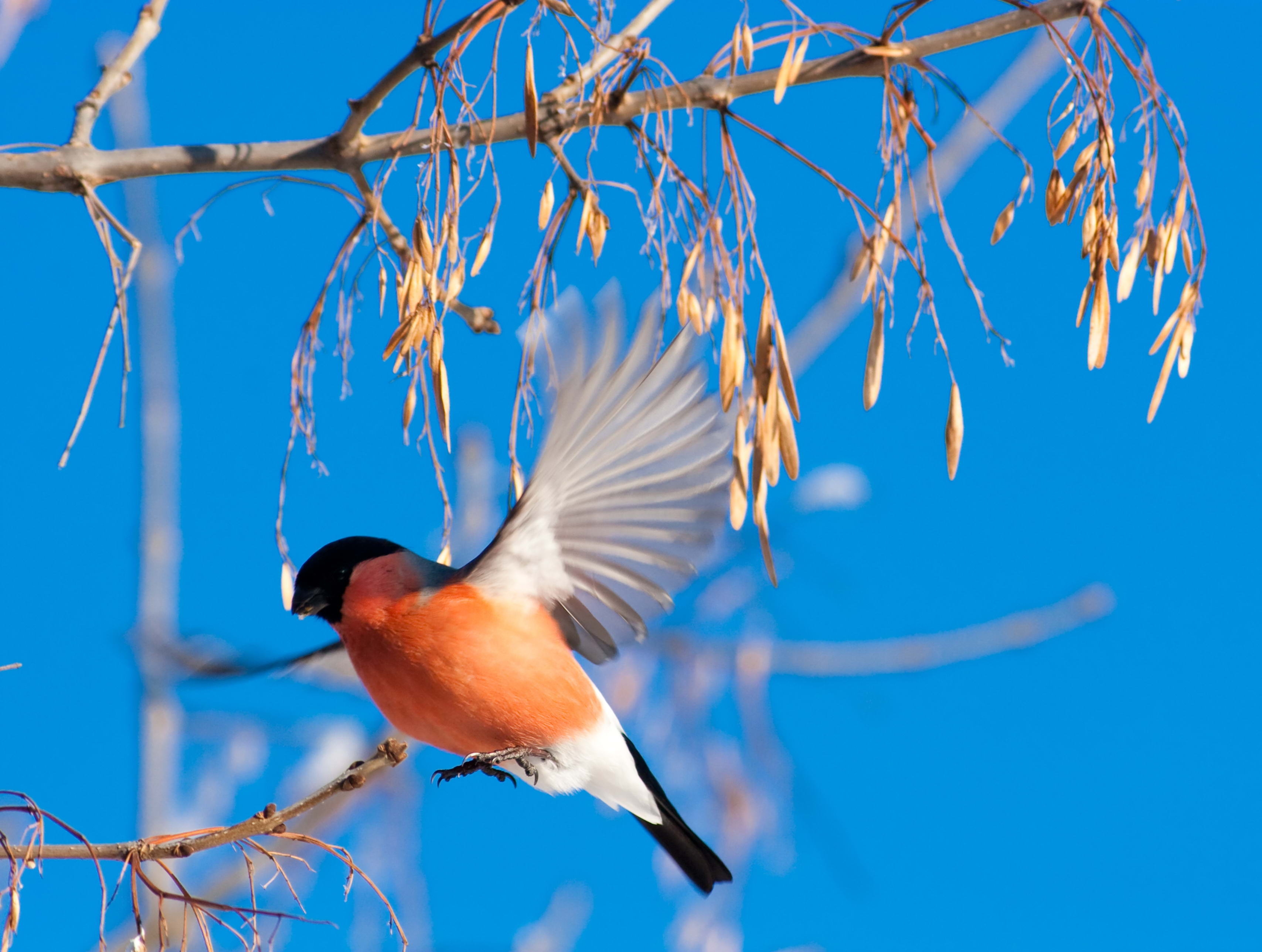 Download mobile wallpaper Bullfinch, Winter, Animals, Branch for free.