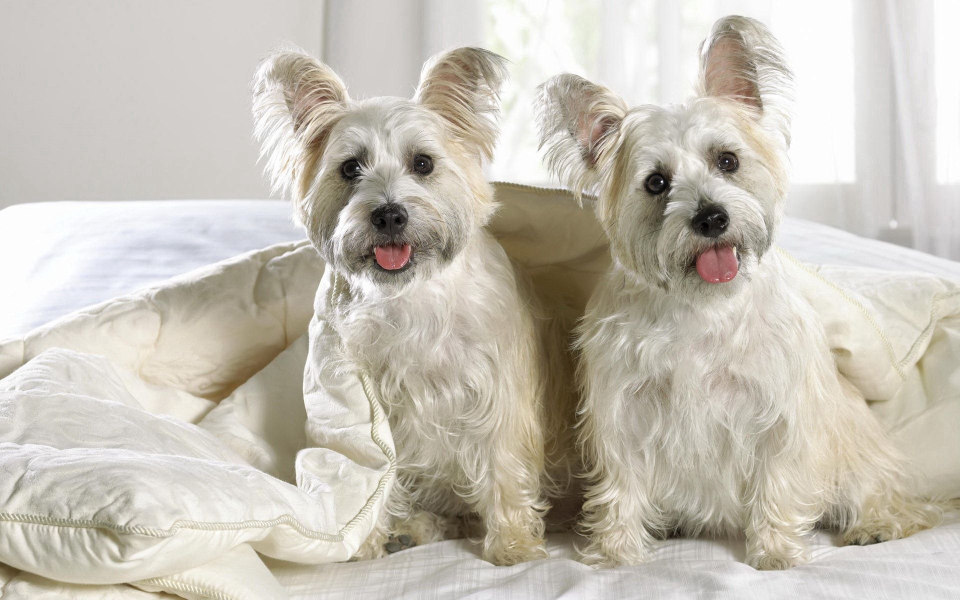 Download mobile wallpaper West Highland Terrier, Blanket, Animals, Puppies, Pair, Couple, Dogs for free.