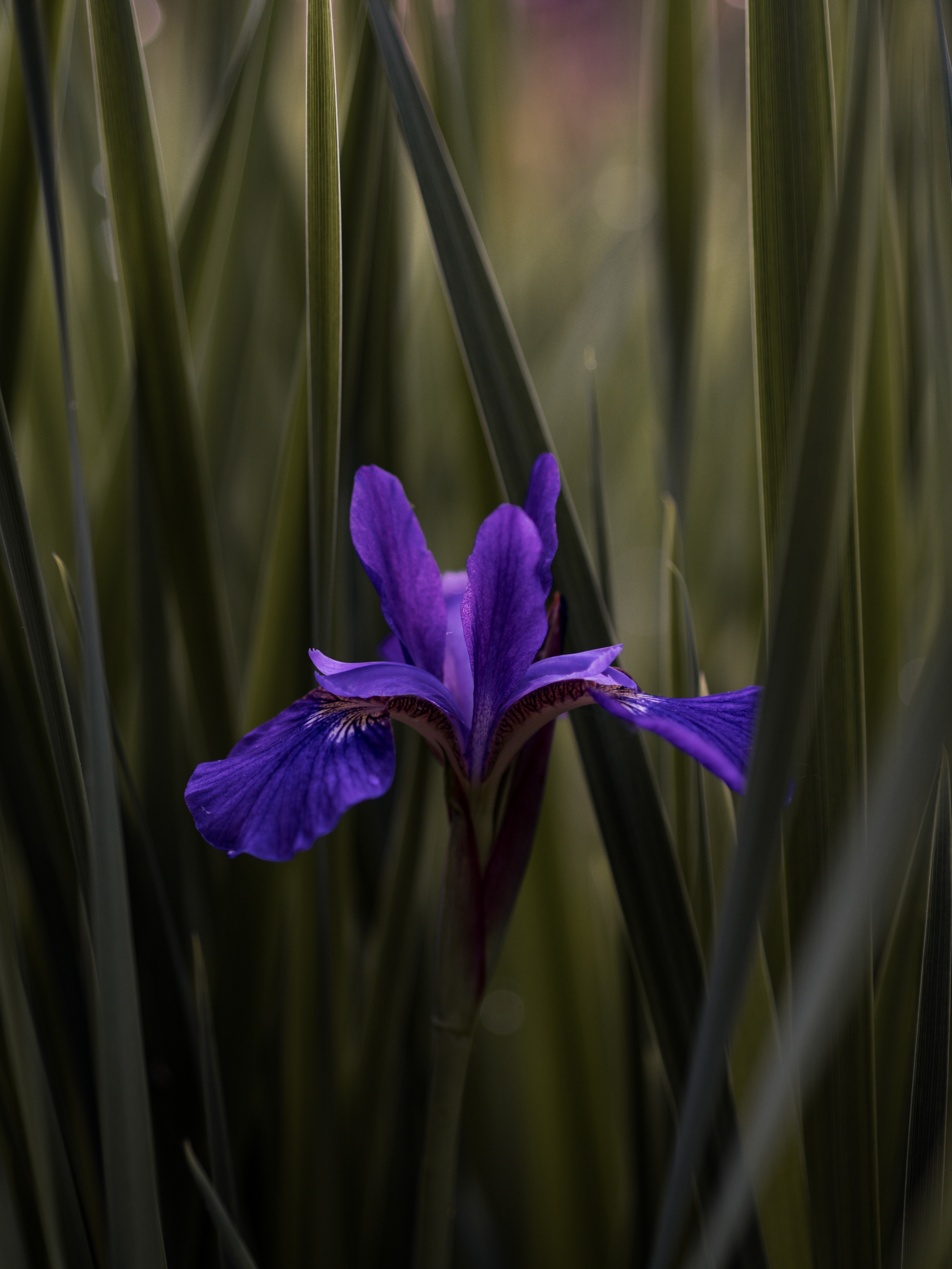 Download mobile wallpaper Iris, Smooth, Flowers, Leaves, Flower, Violet, Blur, Purple for free.