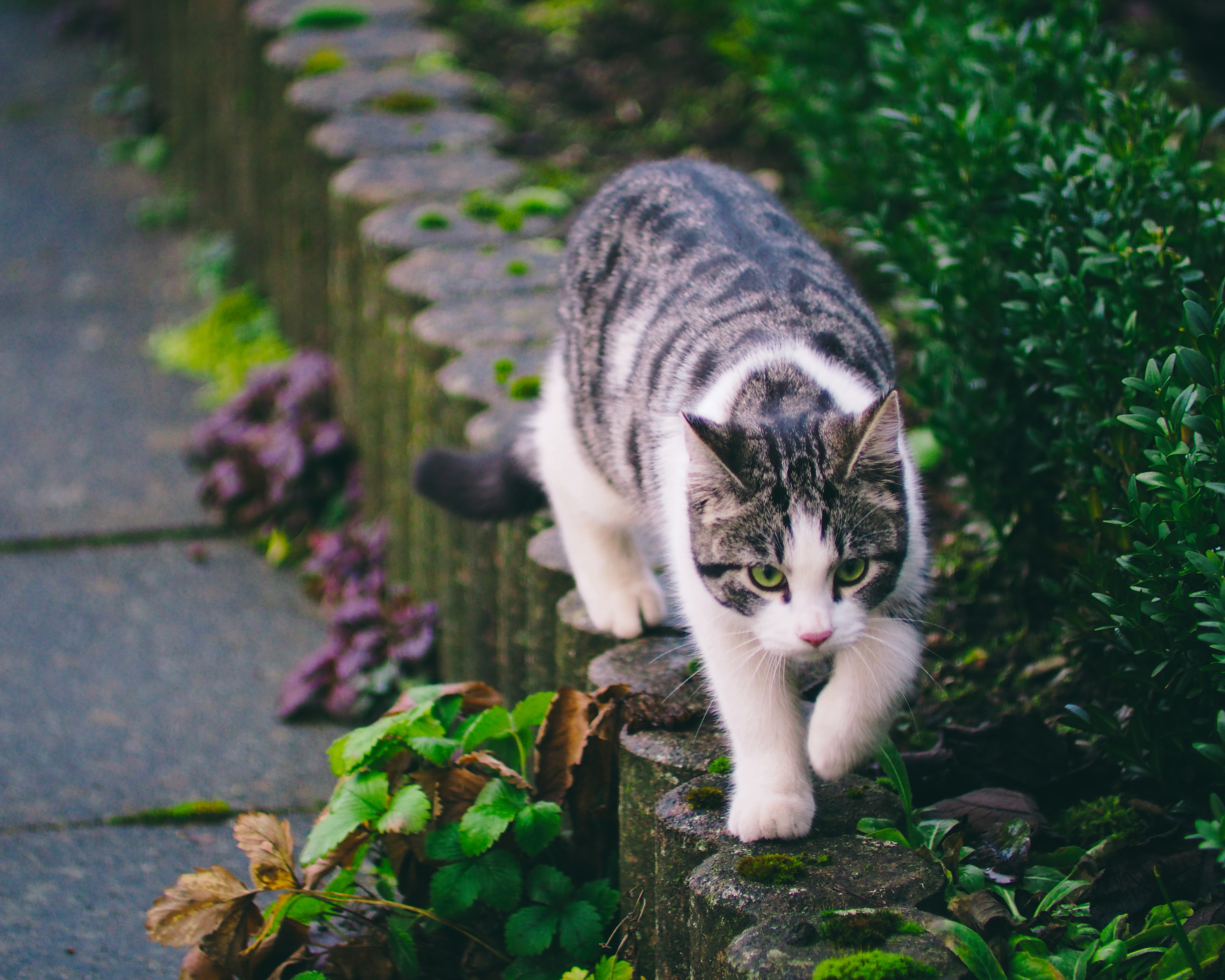 Download mobile wallpaper Walk, Animals, Striped, Pet, Cat for free.