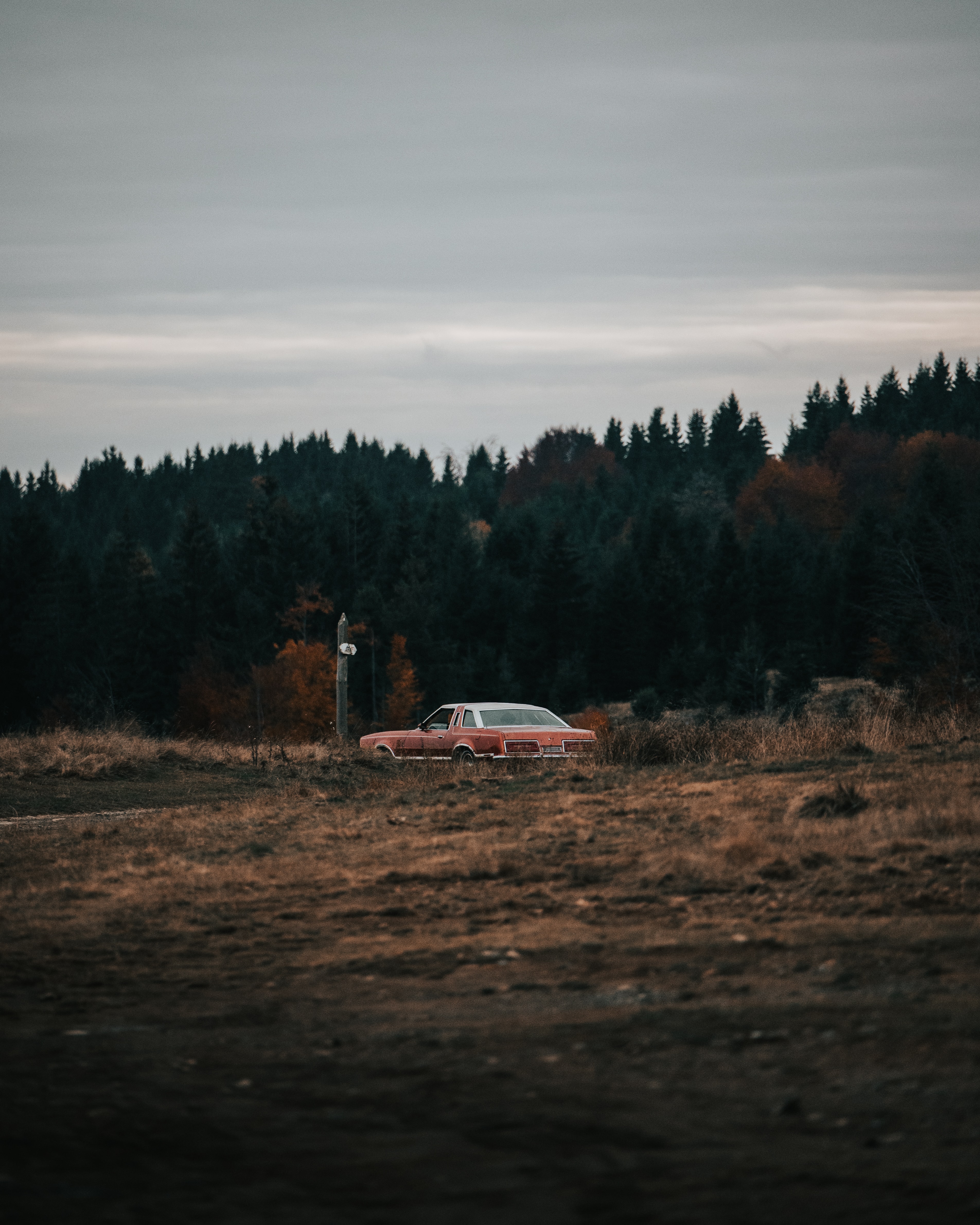 old, nature, cars, forest, car, field 4K