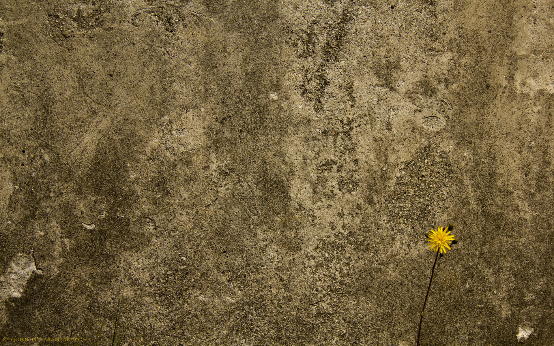 plants, flowers, dandelions, yellow phone wallpaper