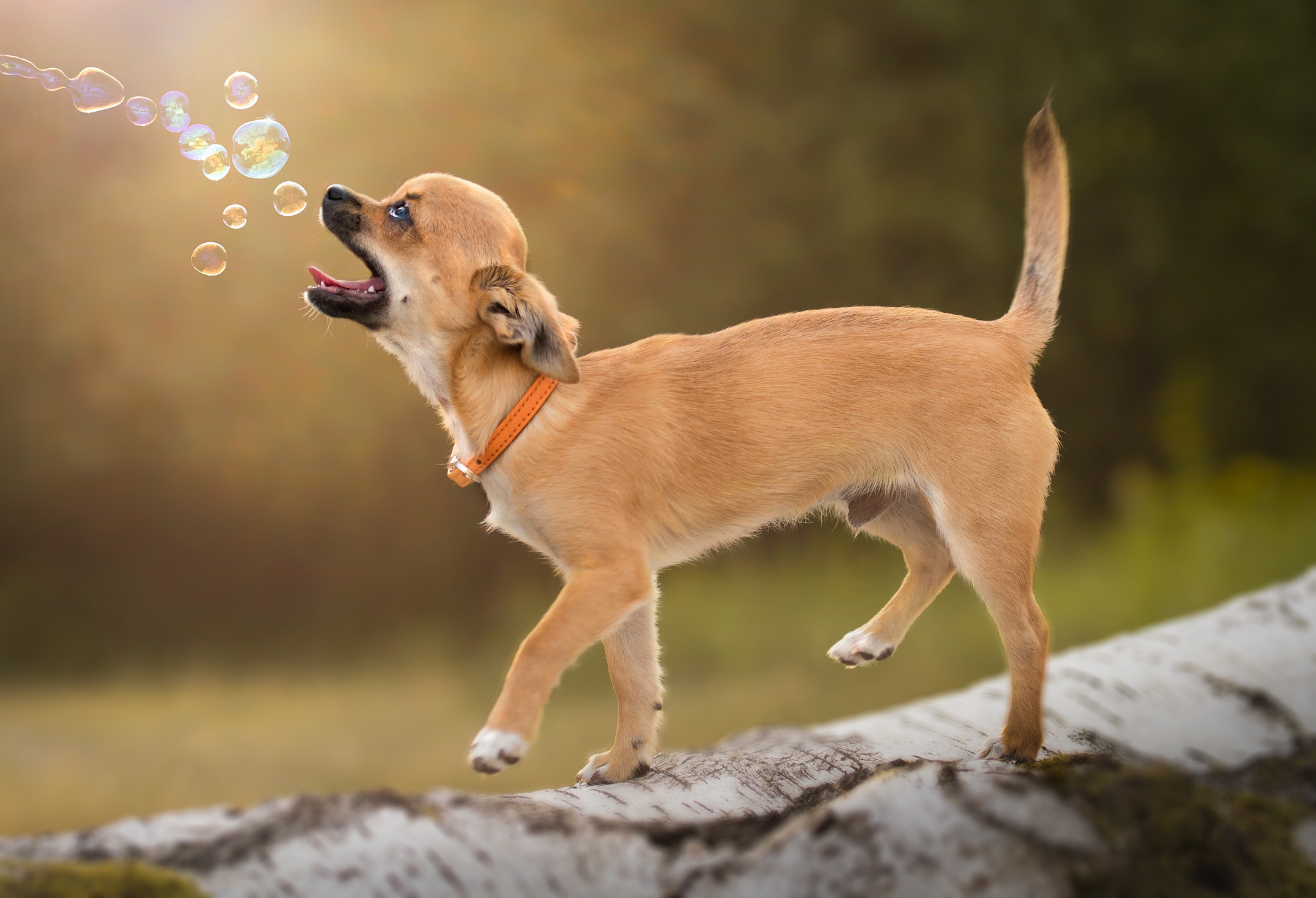 491963 скачать обои животные, чихуахуа, пузыри, воротник, собака, журнал, собаки - заставки и картинки бесплатно