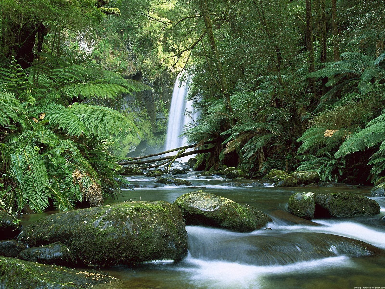 australia, waterfall, nature, stones, fern, greens