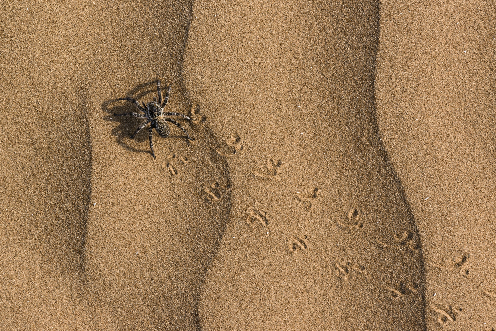 След паука на песке