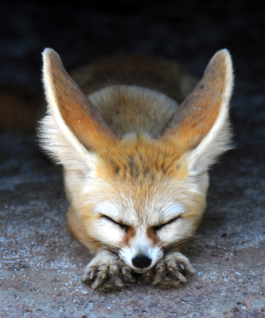 fox, animals phone wallpaper