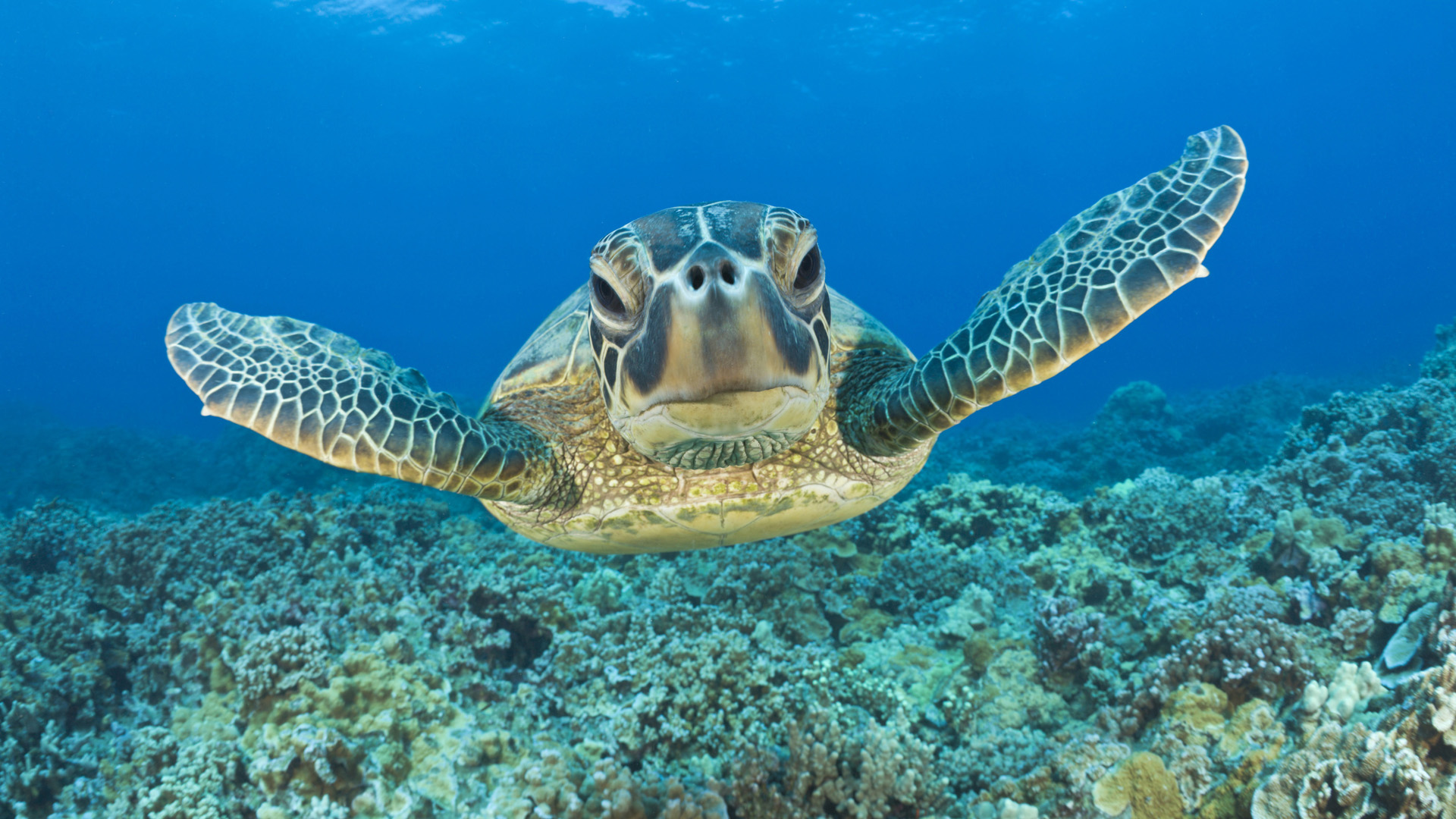Черепахи индийского океана