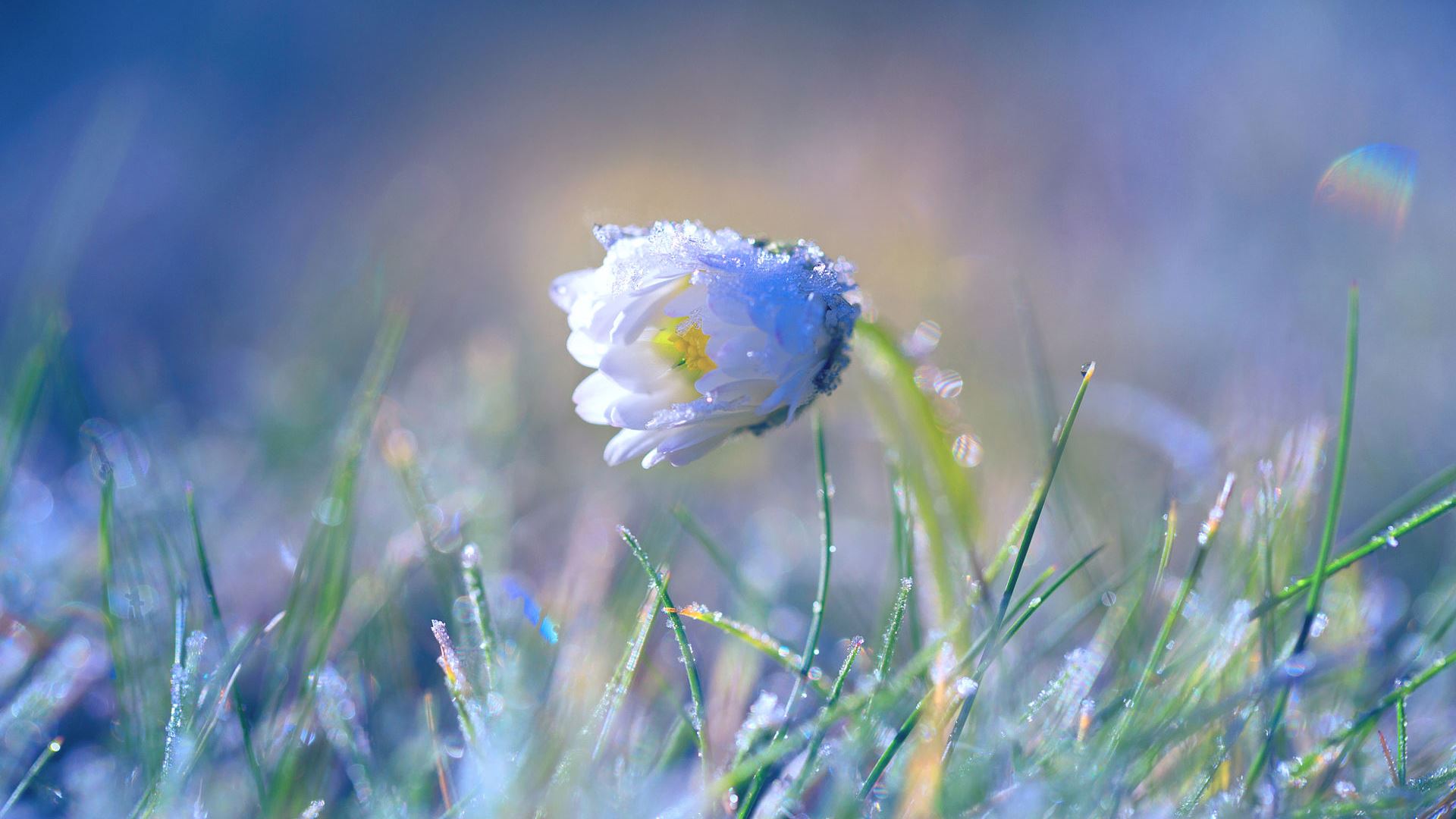 spring, chamomile, earth, daisy, flower, grass, flowers