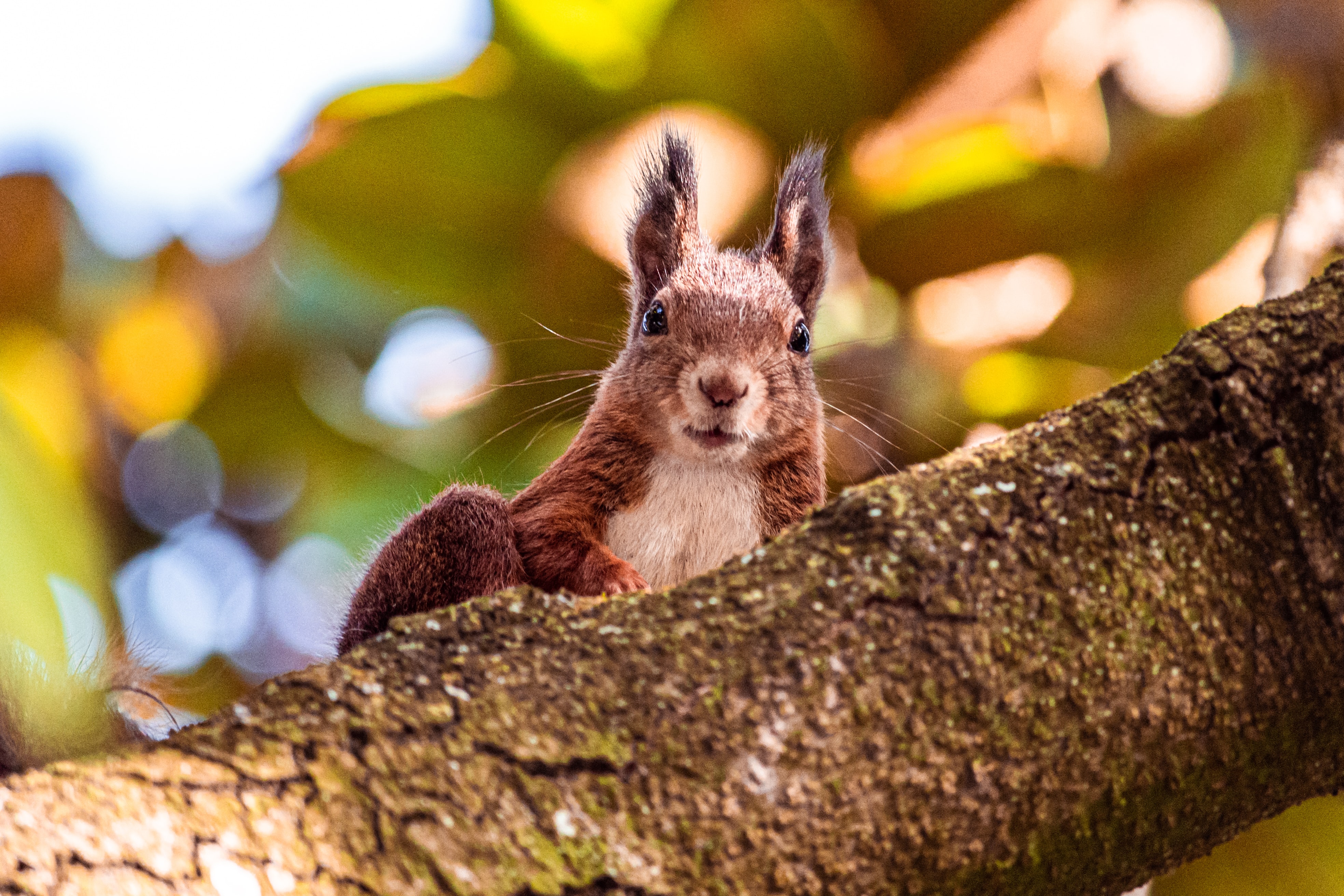 Laden Sie das Eichhörnchen, Braun, Sicht, Meinung, Tiere, Tier-Bild kostenlos auf Ihren PC-Desktop herunter