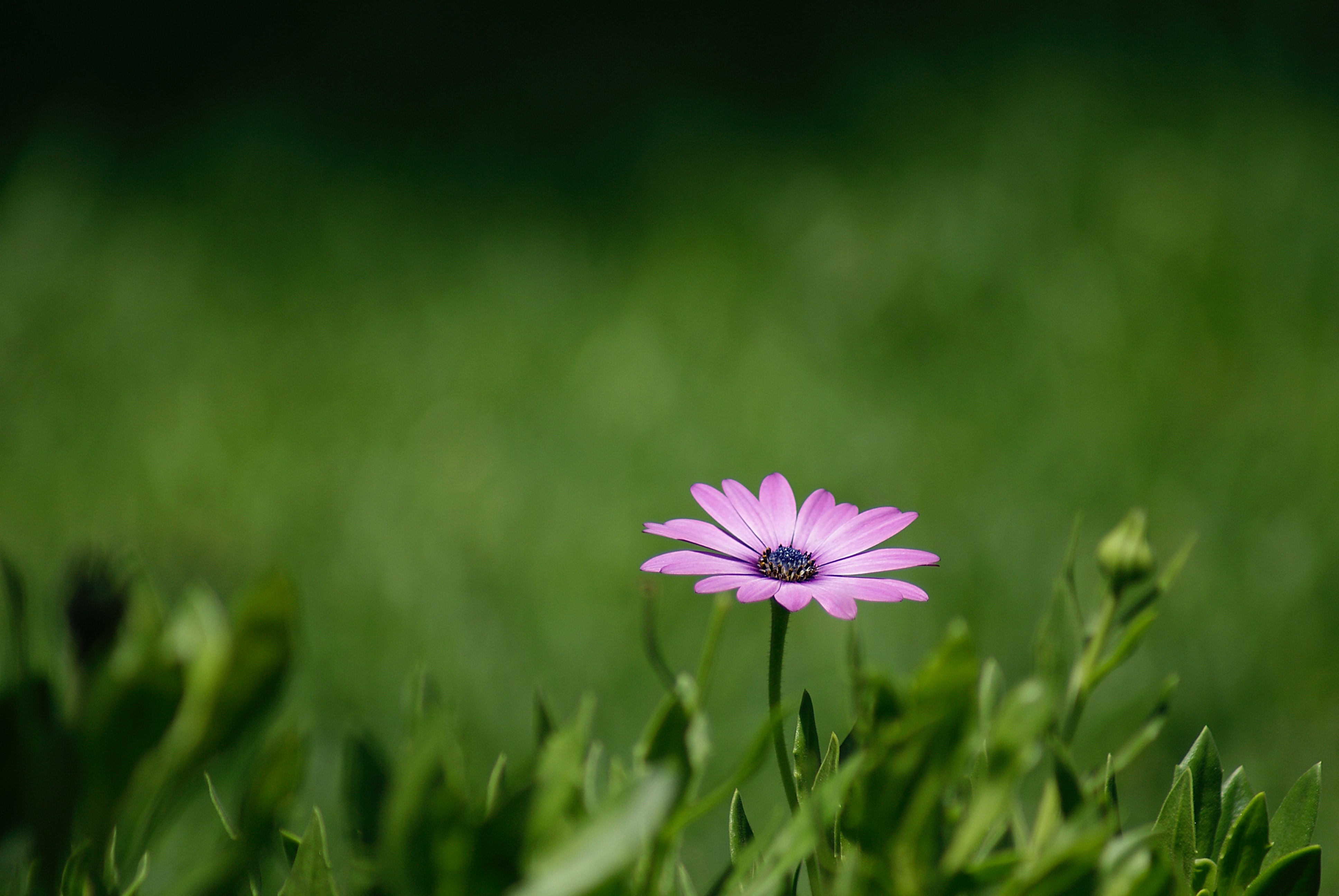 Free download wallpaper Flower, Flowers, Grass, Violet, Plant, Purple on your PC desktop