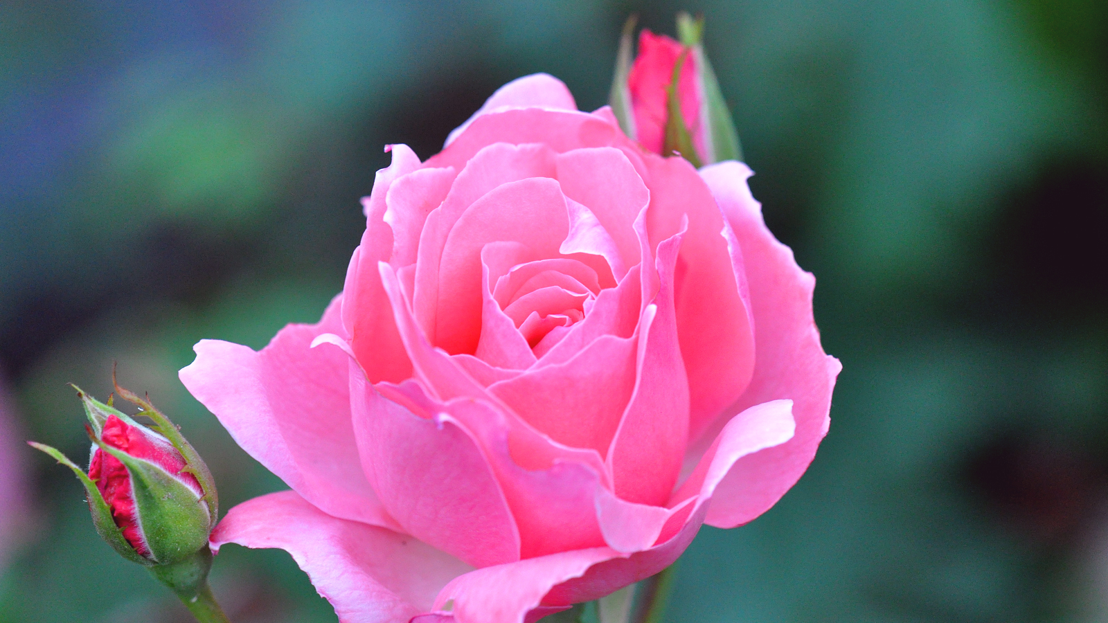bud, earth, rose, flower, pink rose 5K