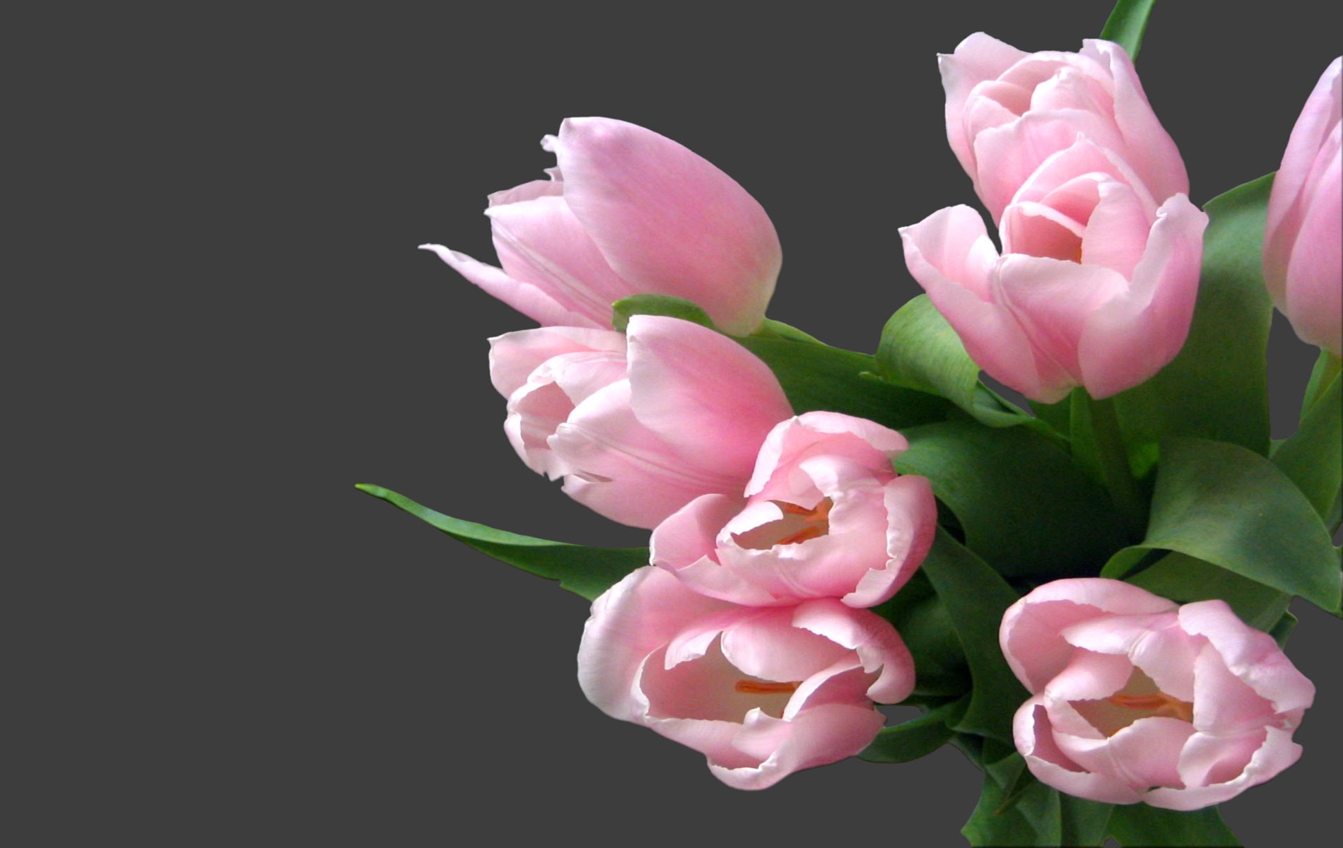 54589 Hintergrundbild herunterladen tulpen, blumen, strauß, bouquet, zärtlichkeit - Bildschirmschoner und Bilder kostenlos