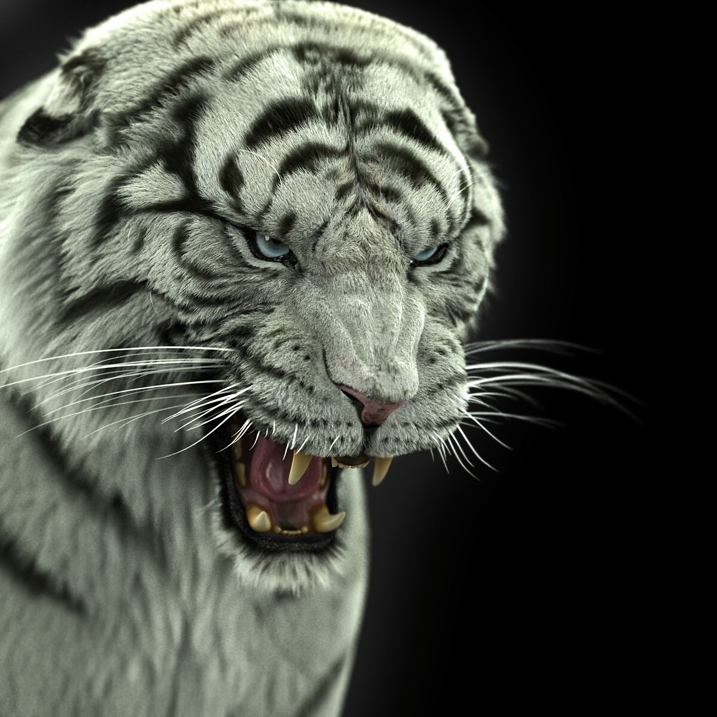 animals, tiger, bengal tiger, big cat, predator, fangs QHD