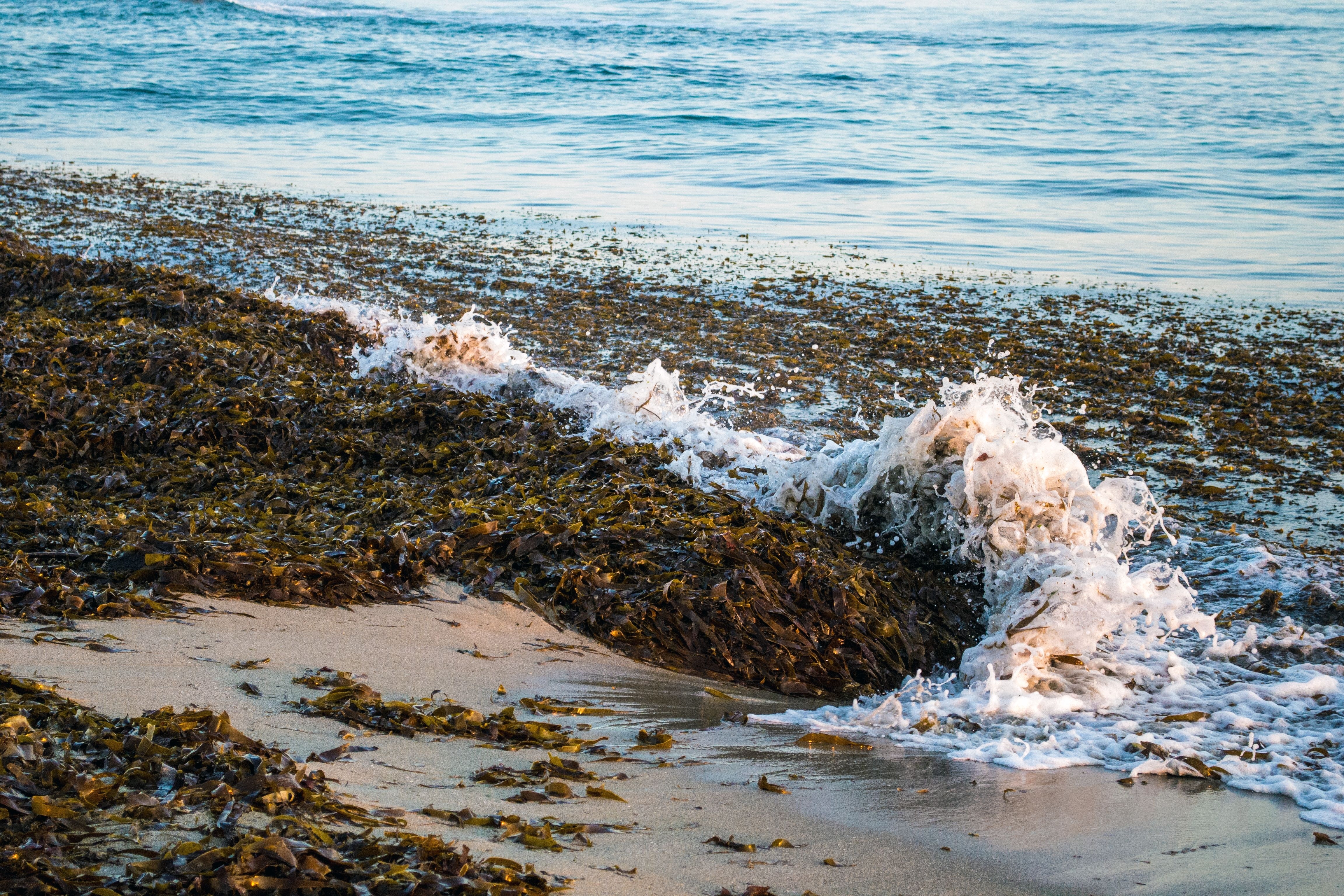 116624 descargar fondo de pantalla paisaje, naturaleza, mar, espuma, algas marinas, algas: protectores de pantalla e imágenes gratis