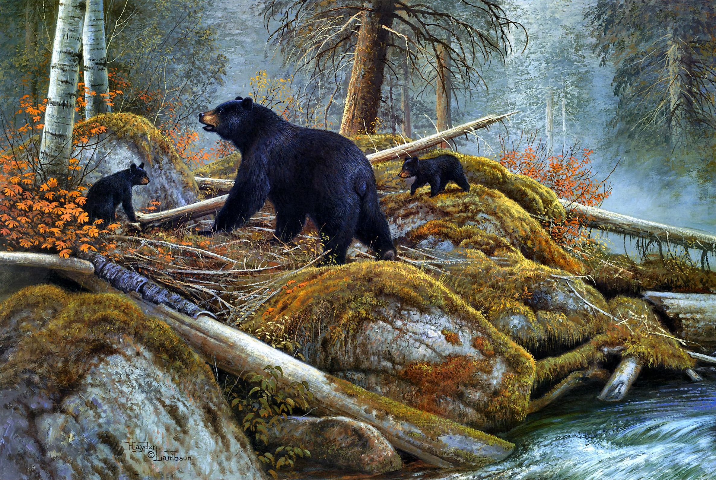 HD wallpaper artistic, american black bear, black bear, cub, fall, forest, grizzly bear