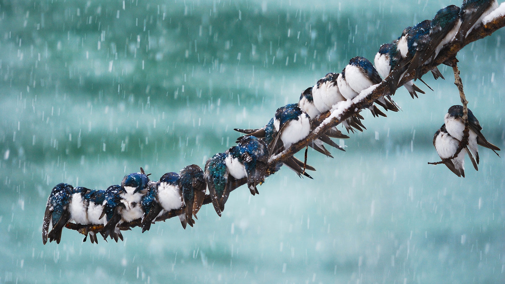 animal, swallow, bird, branch, snow, snowfall, birds Full HD