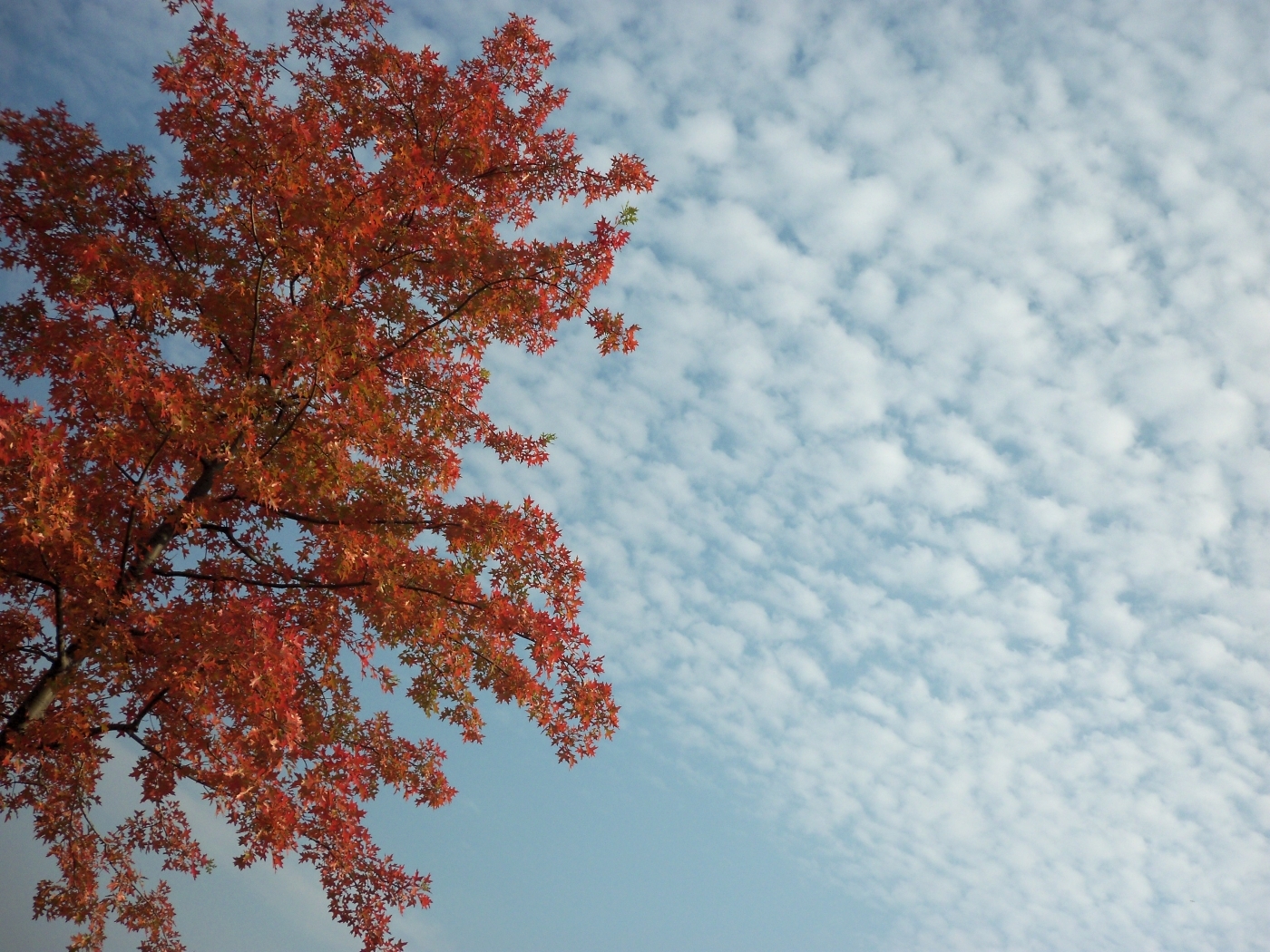 Download mobile wallpaper Landscape, Trees, Sky for free.