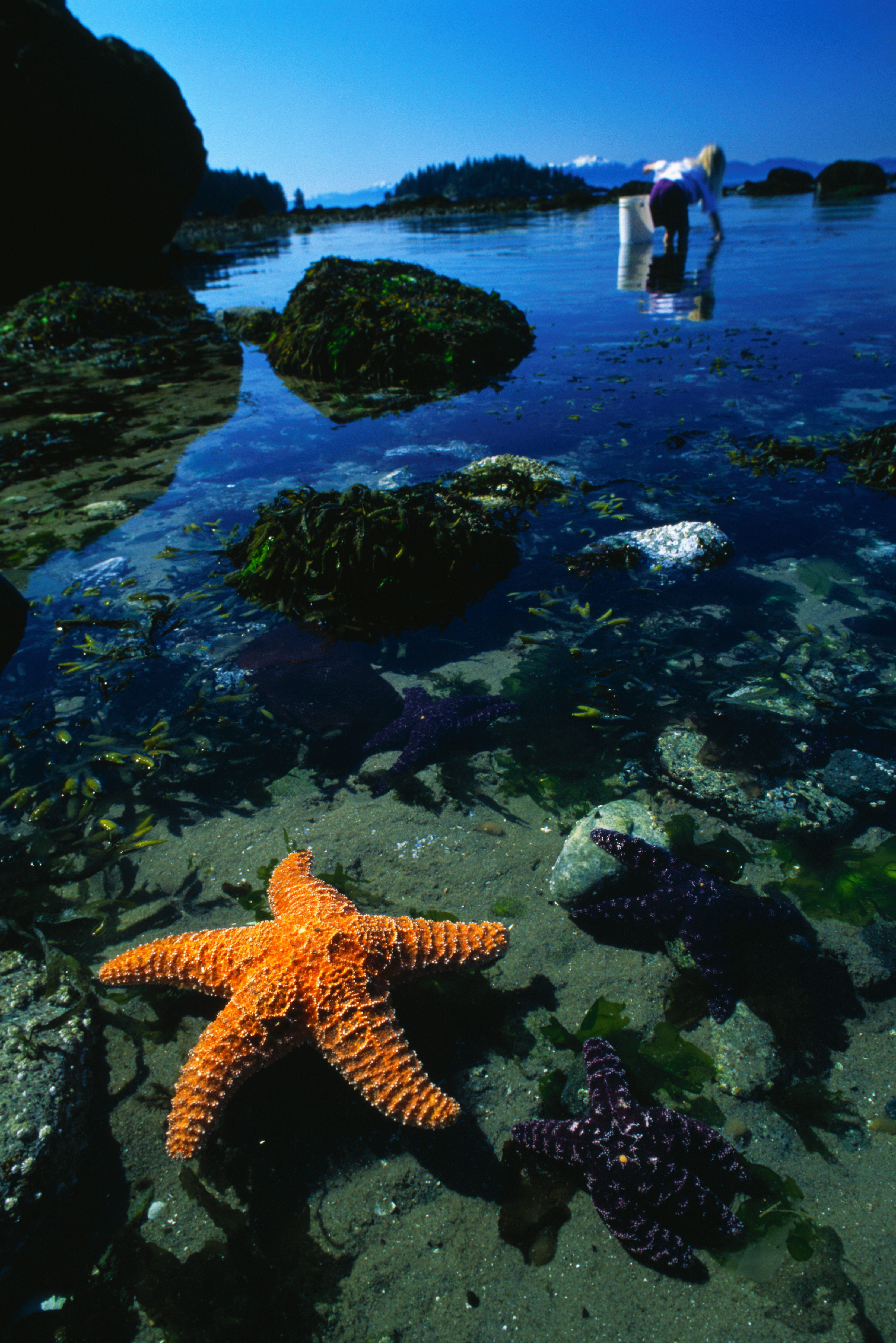 14252 Hintergrundbild herunterladen tiere, wasser, hintergrund, sea, starfish - Bildschirmschoner und Bilder kostenlos