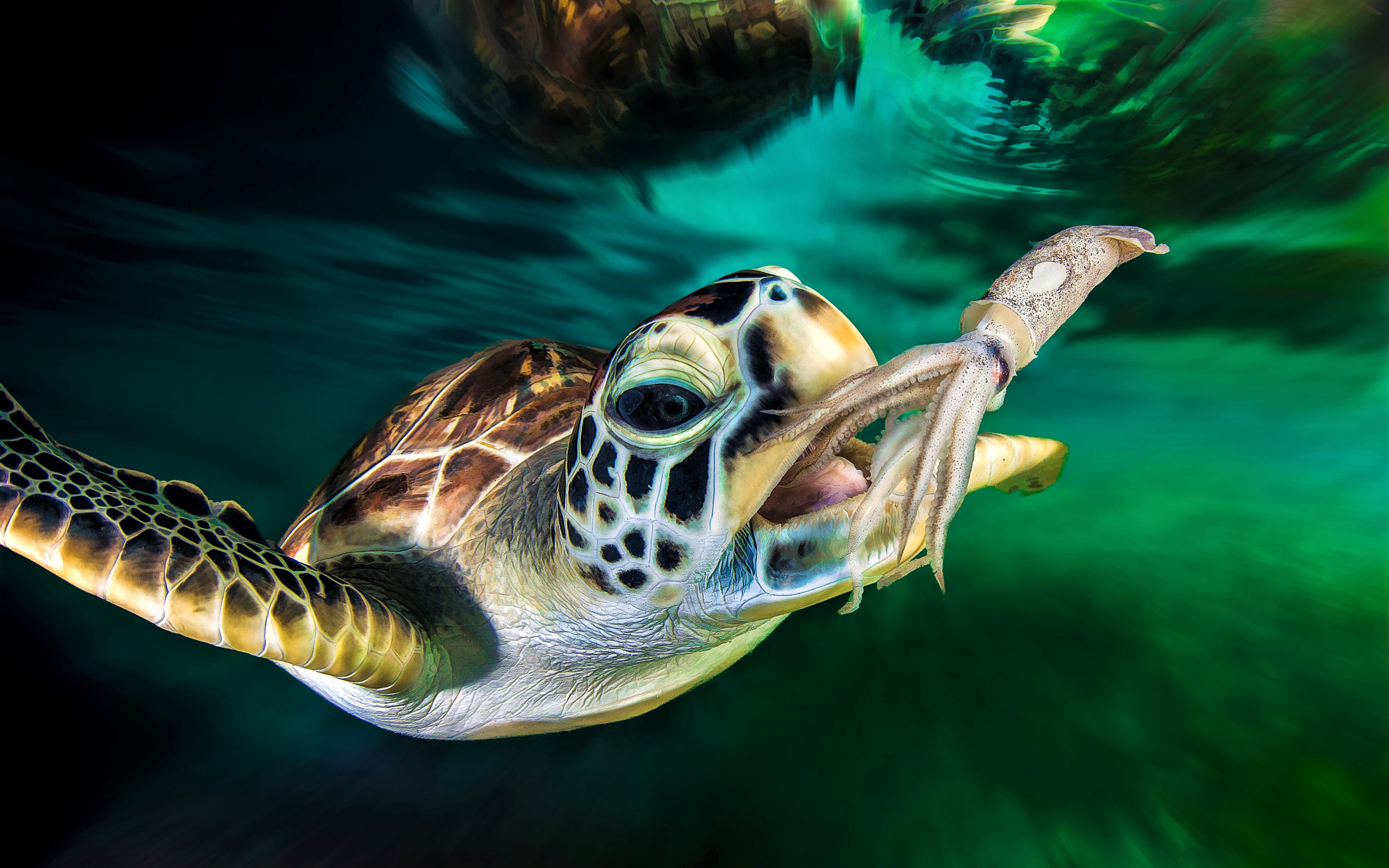 Download mobile wallpaper Turtles, Ocean, Animal, Turtle, Sea Turtle, Squid for free.