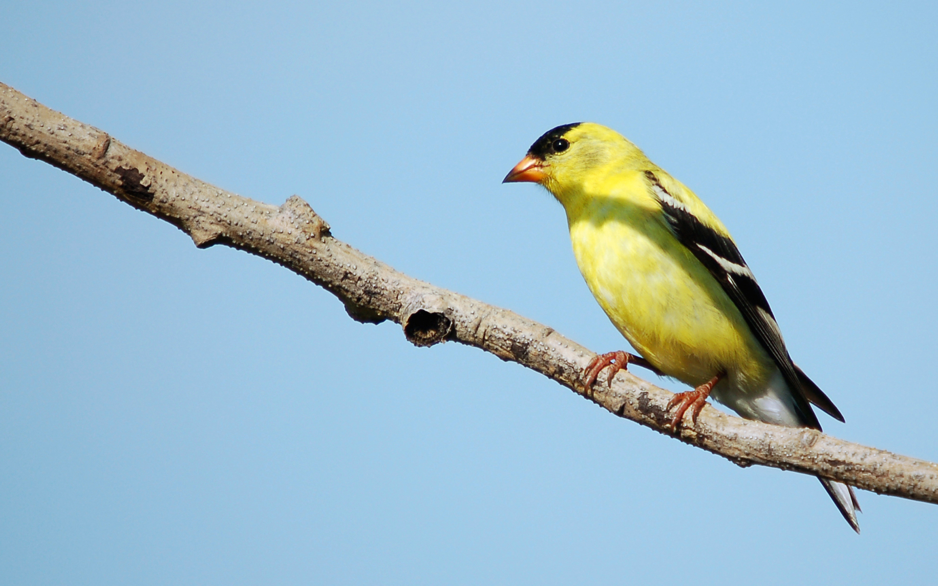 animal, goldfinch, birds