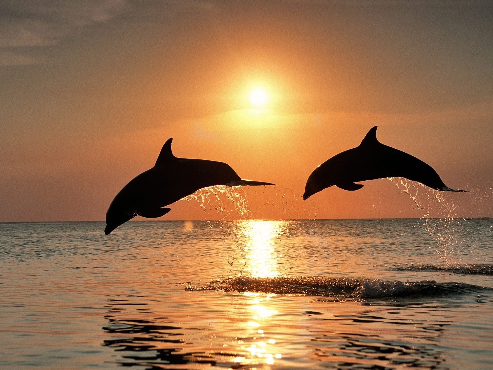 13990 télécharger l'image dauphins, animaux, coucher de soleil, mer, sun, orange - fonds d'écran et économiseurs d'écran gratuits