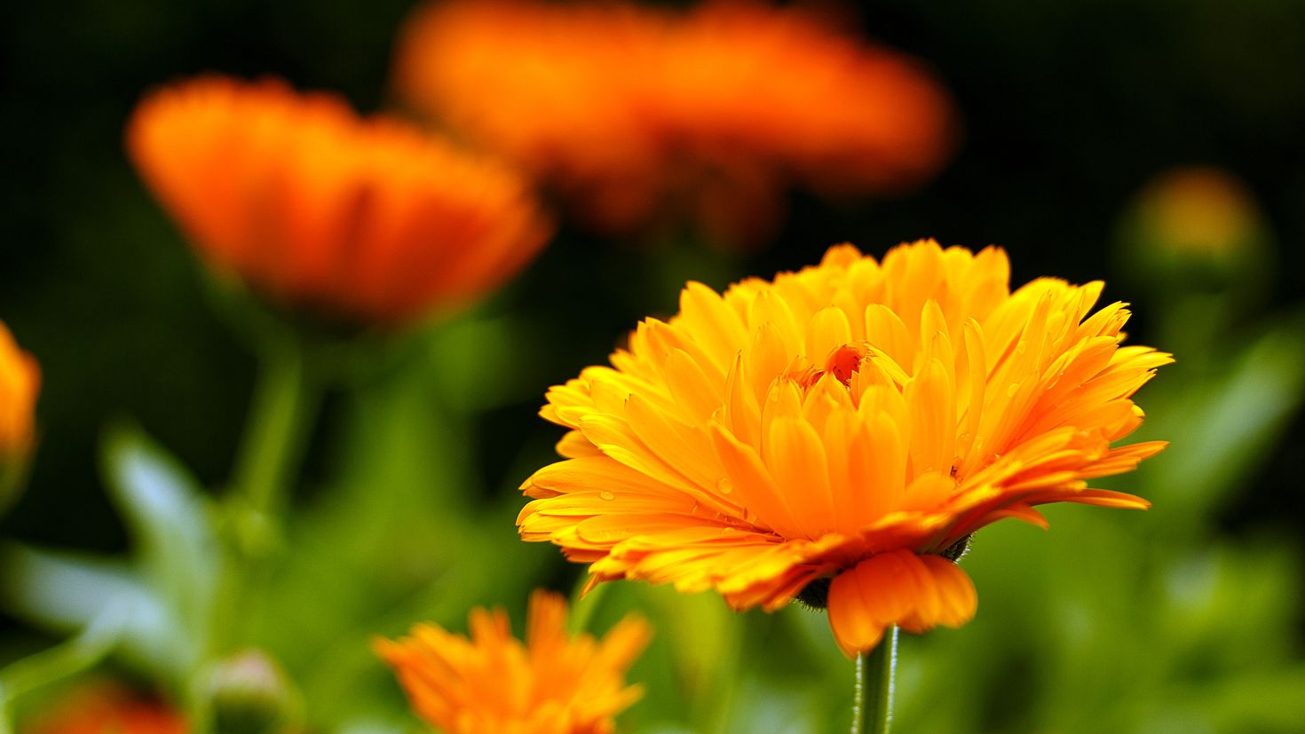 Orange flowers. Календула оранж. Календула Мэриголд. Календула Гули.