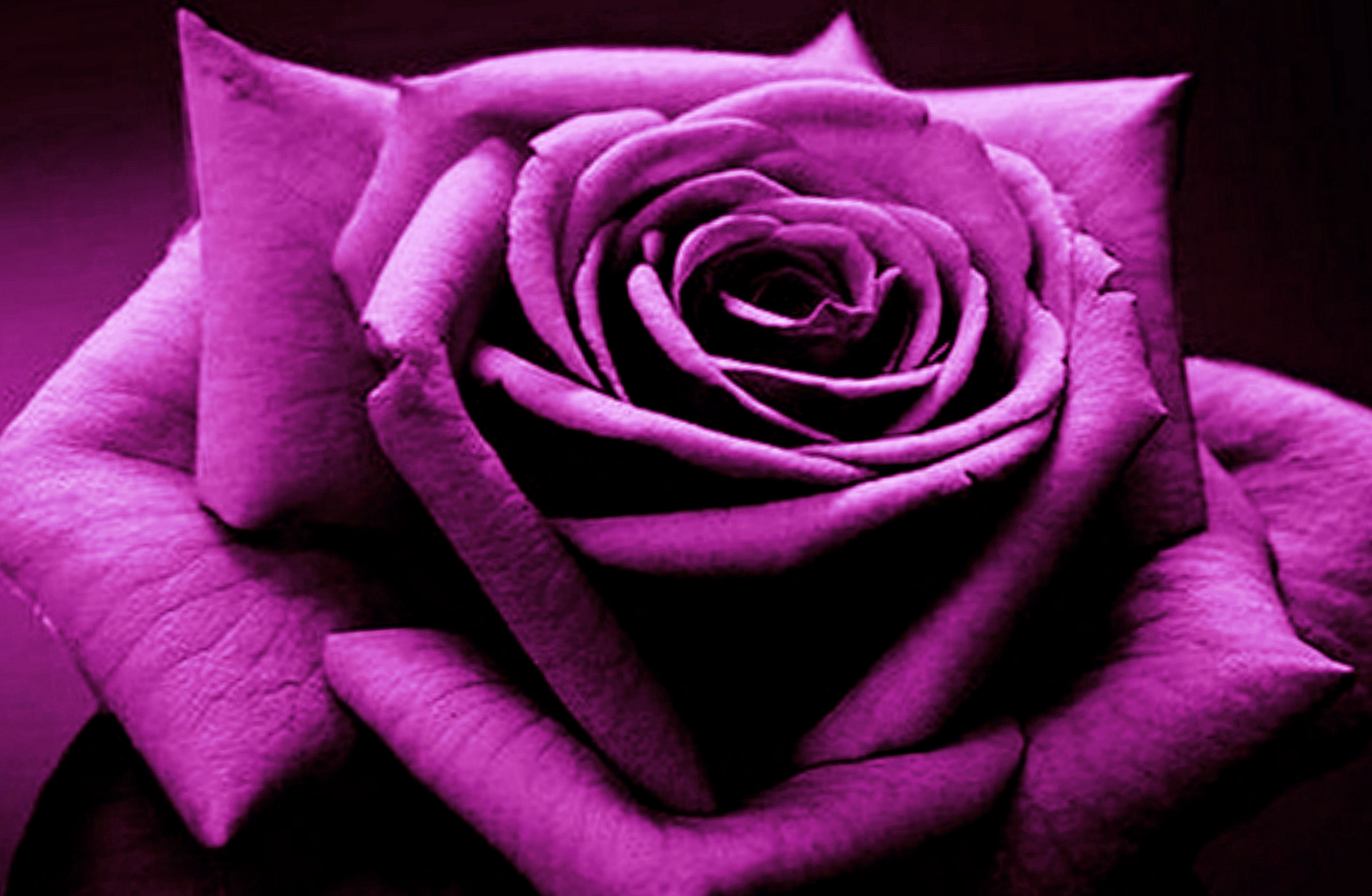Роза темно фиолетовая бархатная