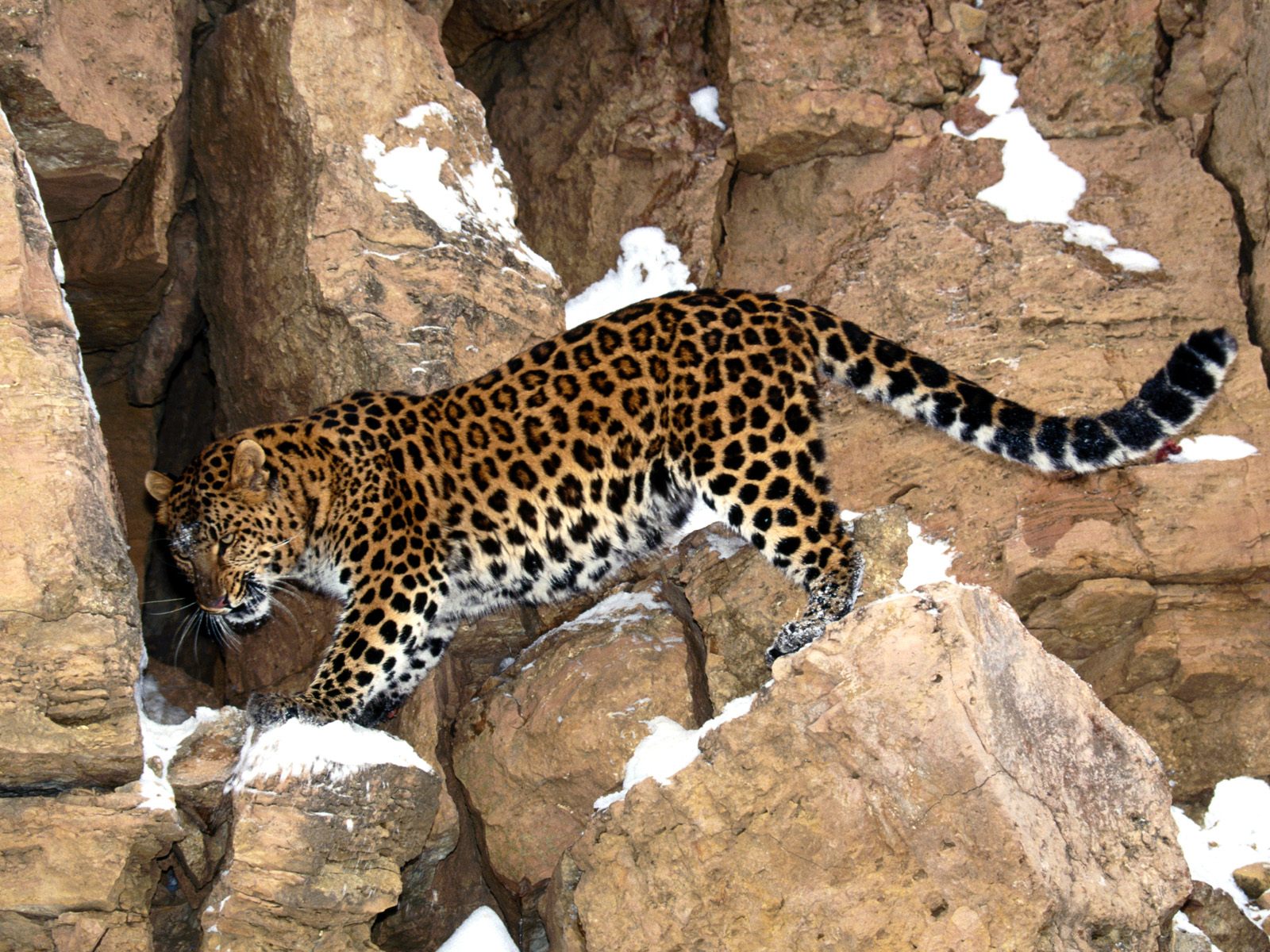 Леопард на горе