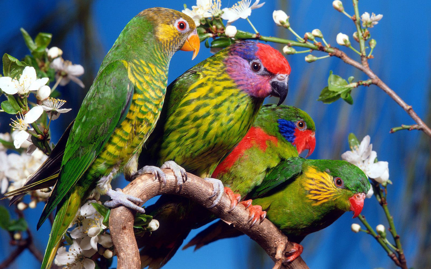animal, parrot cellphone