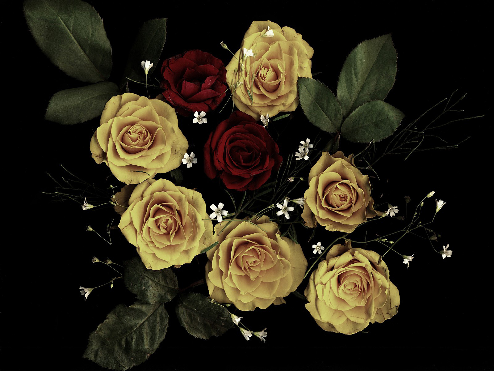 375269壁紙のダウンロード地球, 薔薇, 花, 自然, 赤いバラ, 黄色いバラ, フラワーズ-スクリーンセーバーと写真を無料で