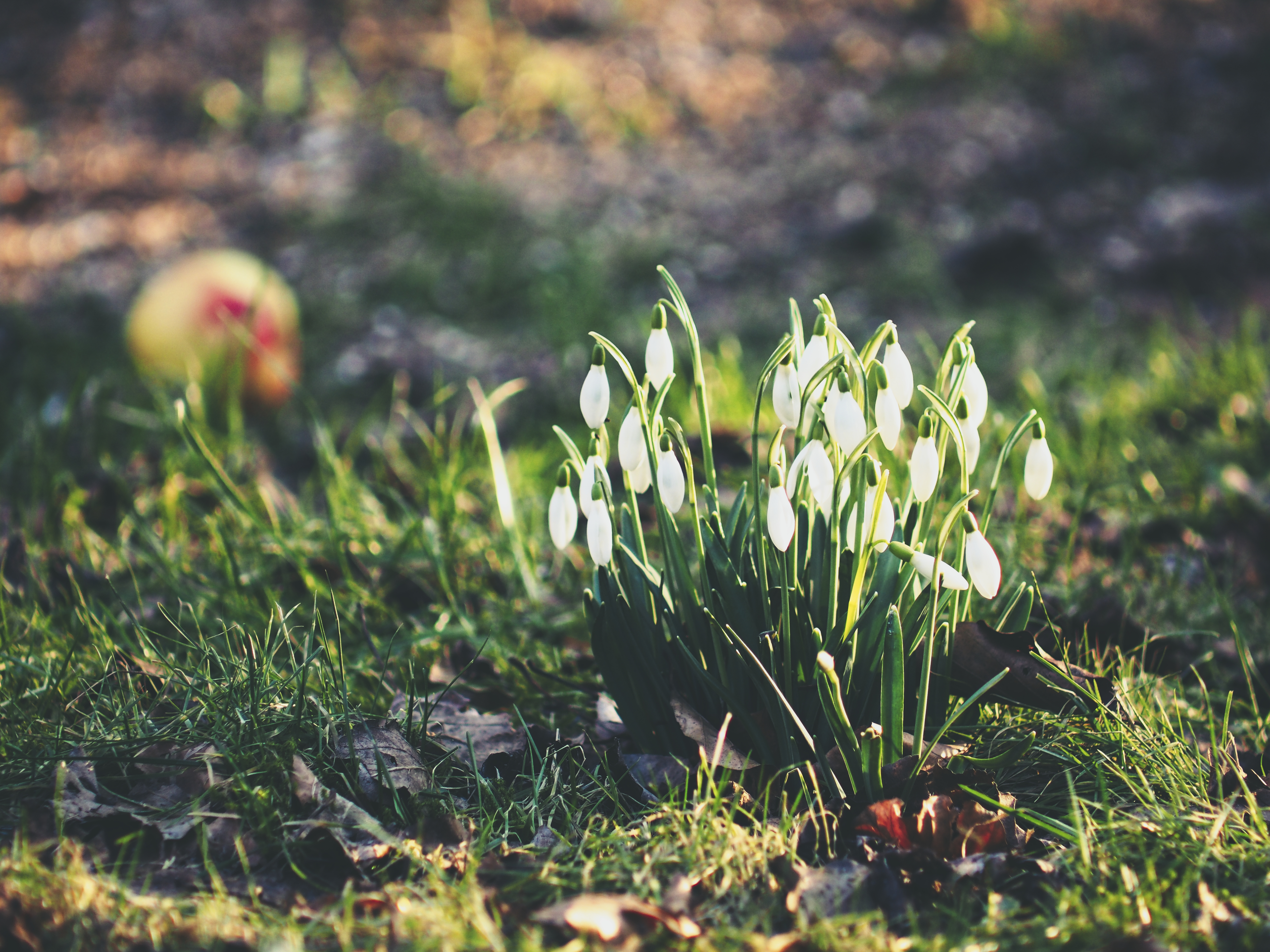 Download mobile wallpaper Snowdrops, Foliage, Bloom, Flowering, Flowers for free.