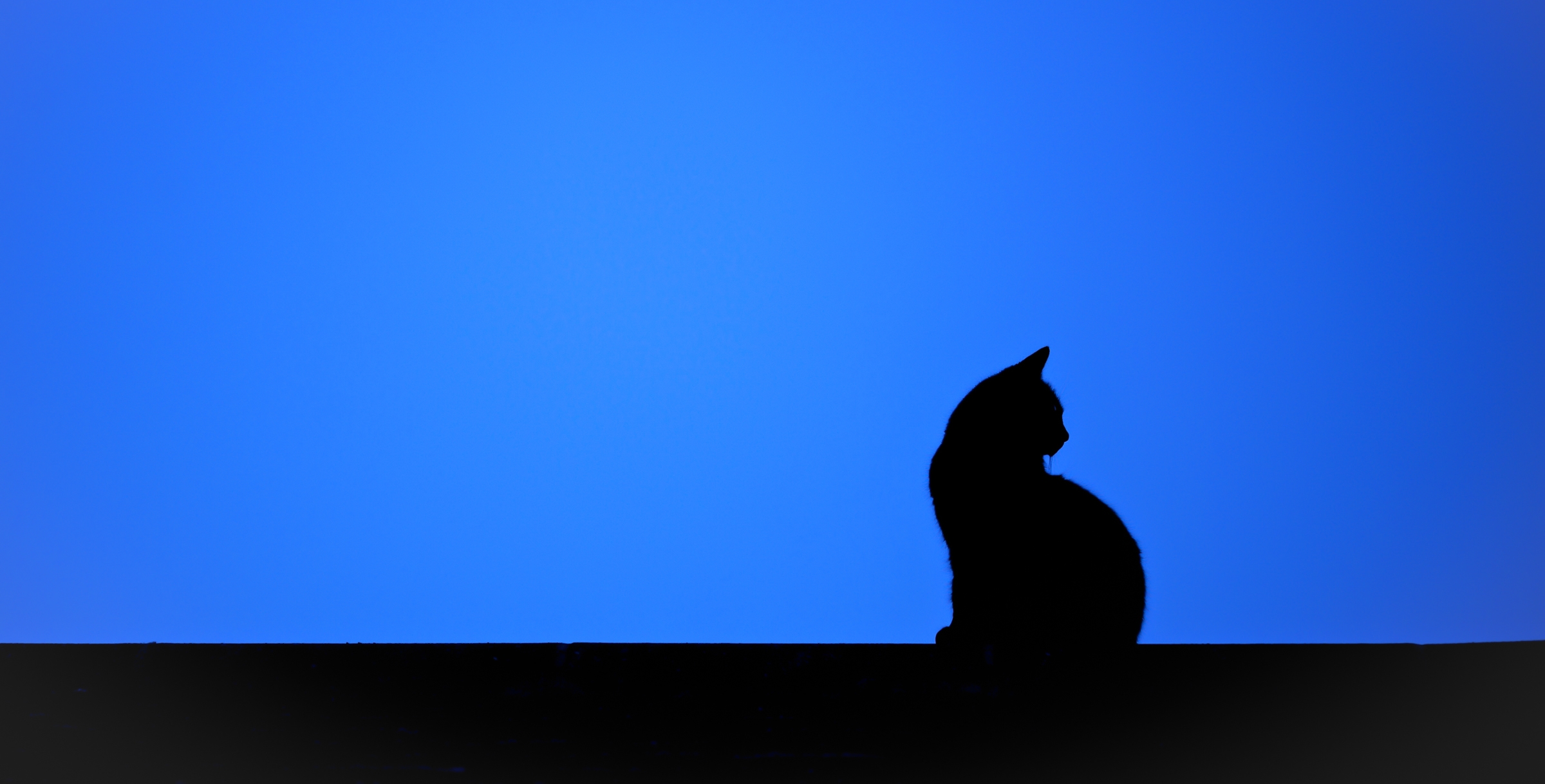 Черный кот на голубом фоне