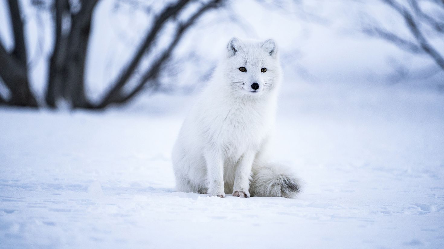 Snow fox. Песец и белый волк. Песец гетерохромия. Якутский песец. Песец меланист.