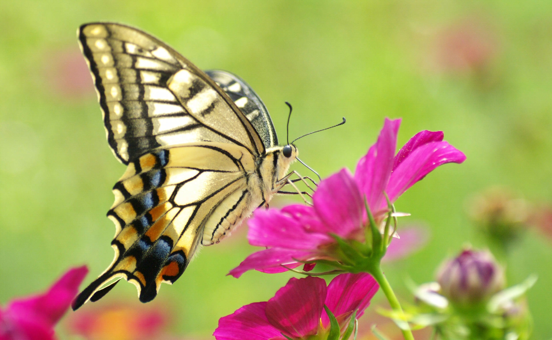 Free download wallpaper Flowers, Macro, Color, Patterns, Butterfly on your PC desktop