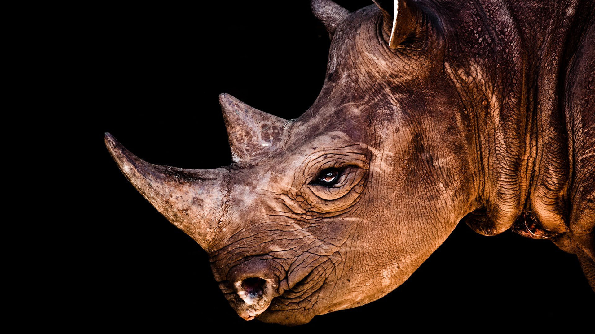 279403 скачать обои носорог, животные - заставки и картинки бесплатно