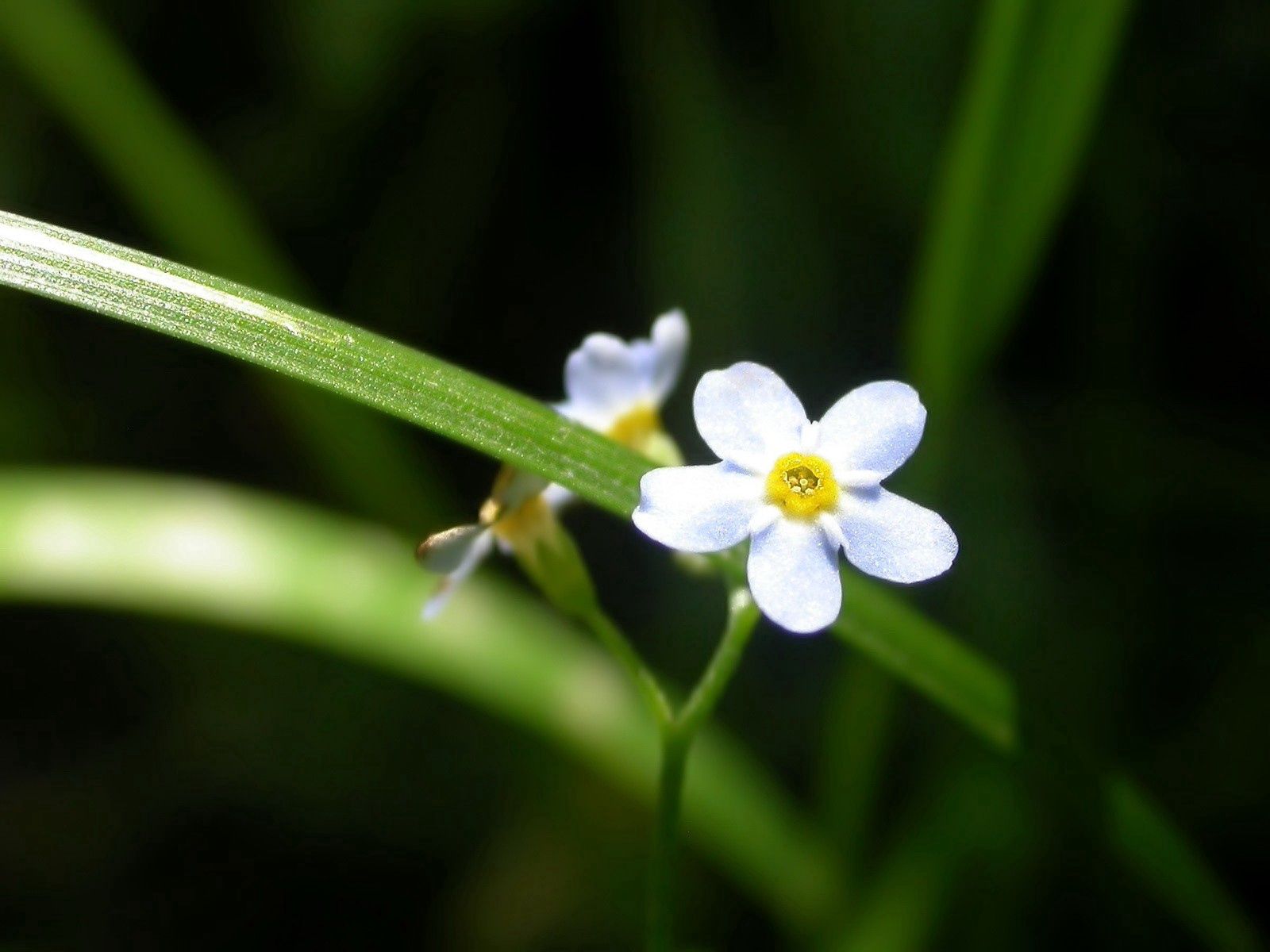 flowers, grass, white, greens, small