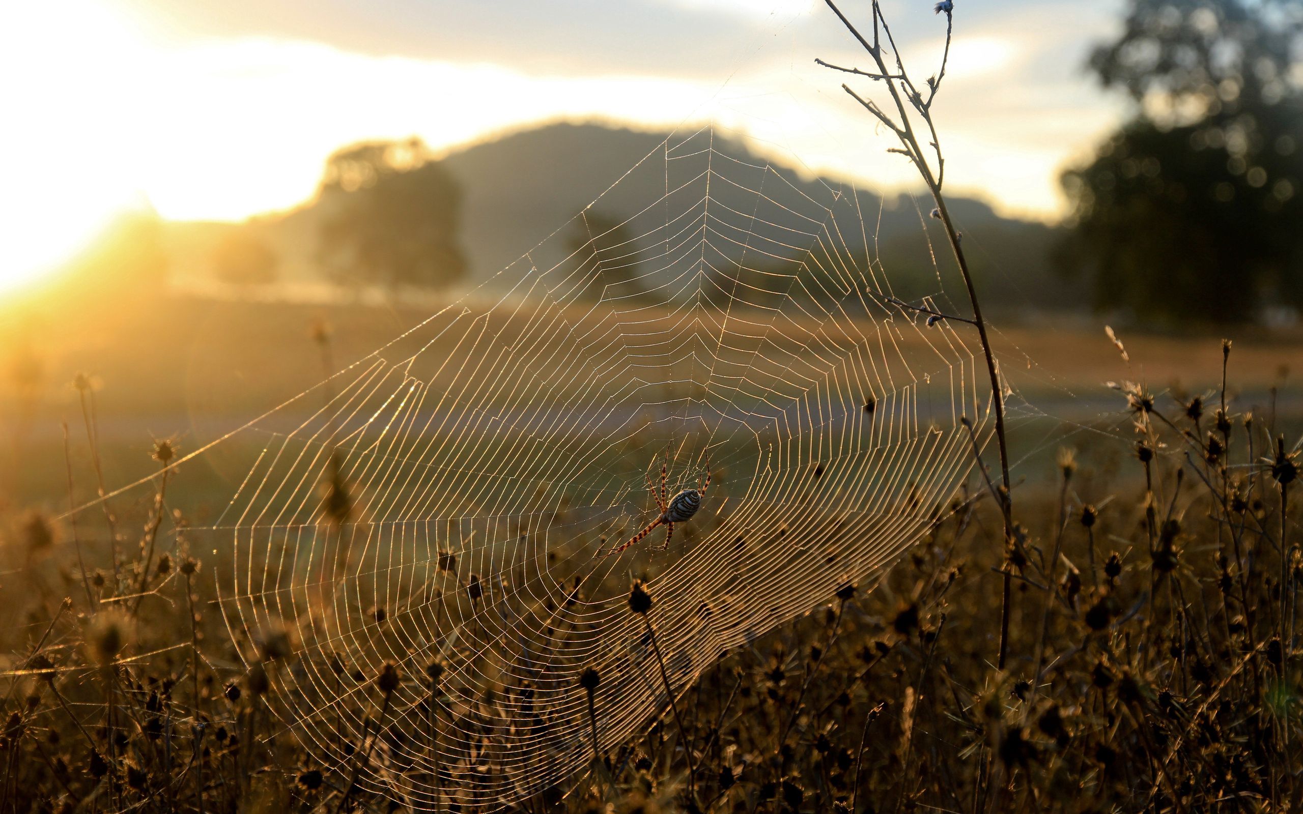 dry, withered, nature, grass, sun, web, shine, light, it's a sly, spider