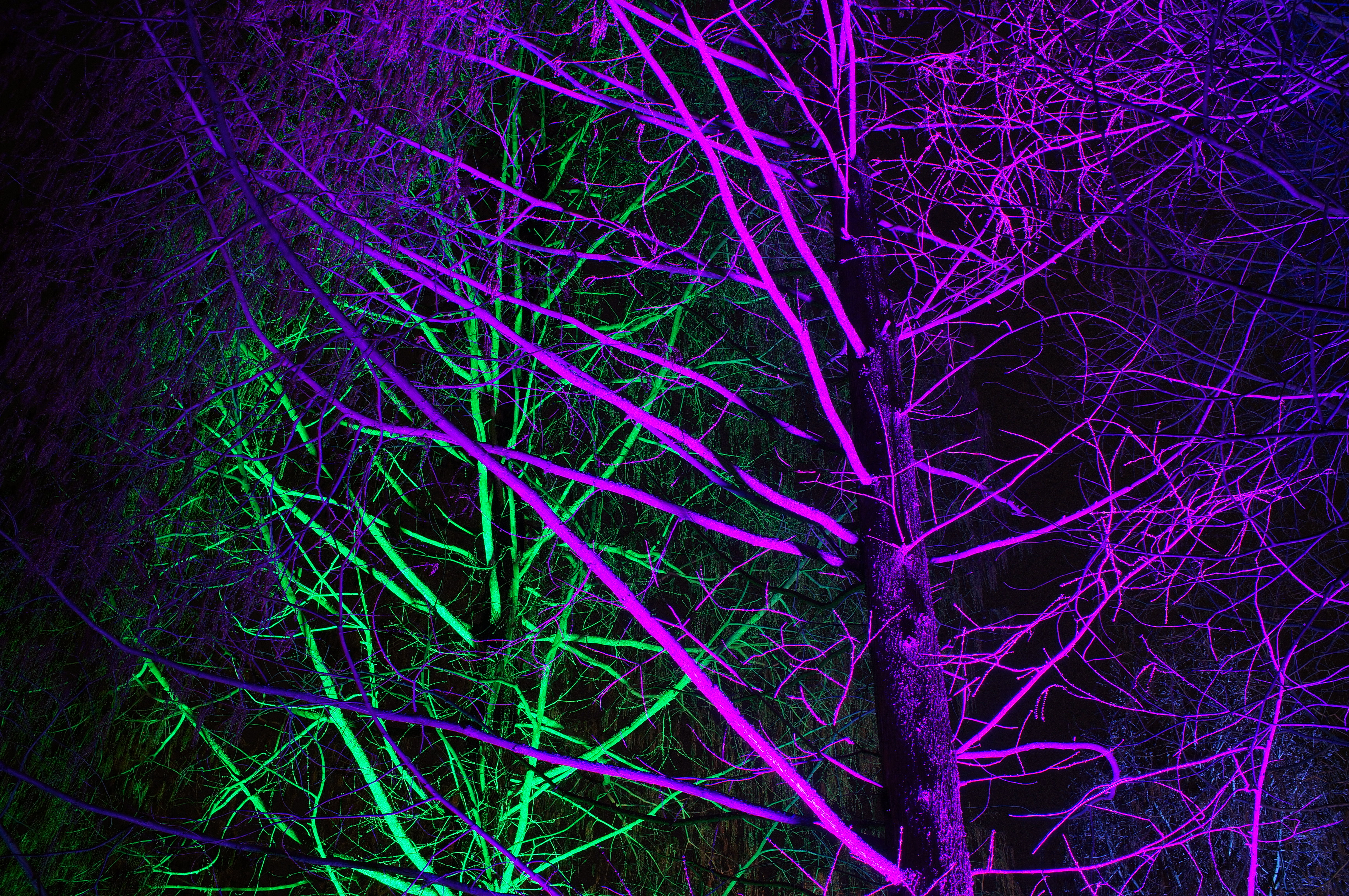 neon, backlight, purple, green, trees, violet, dark, illumination