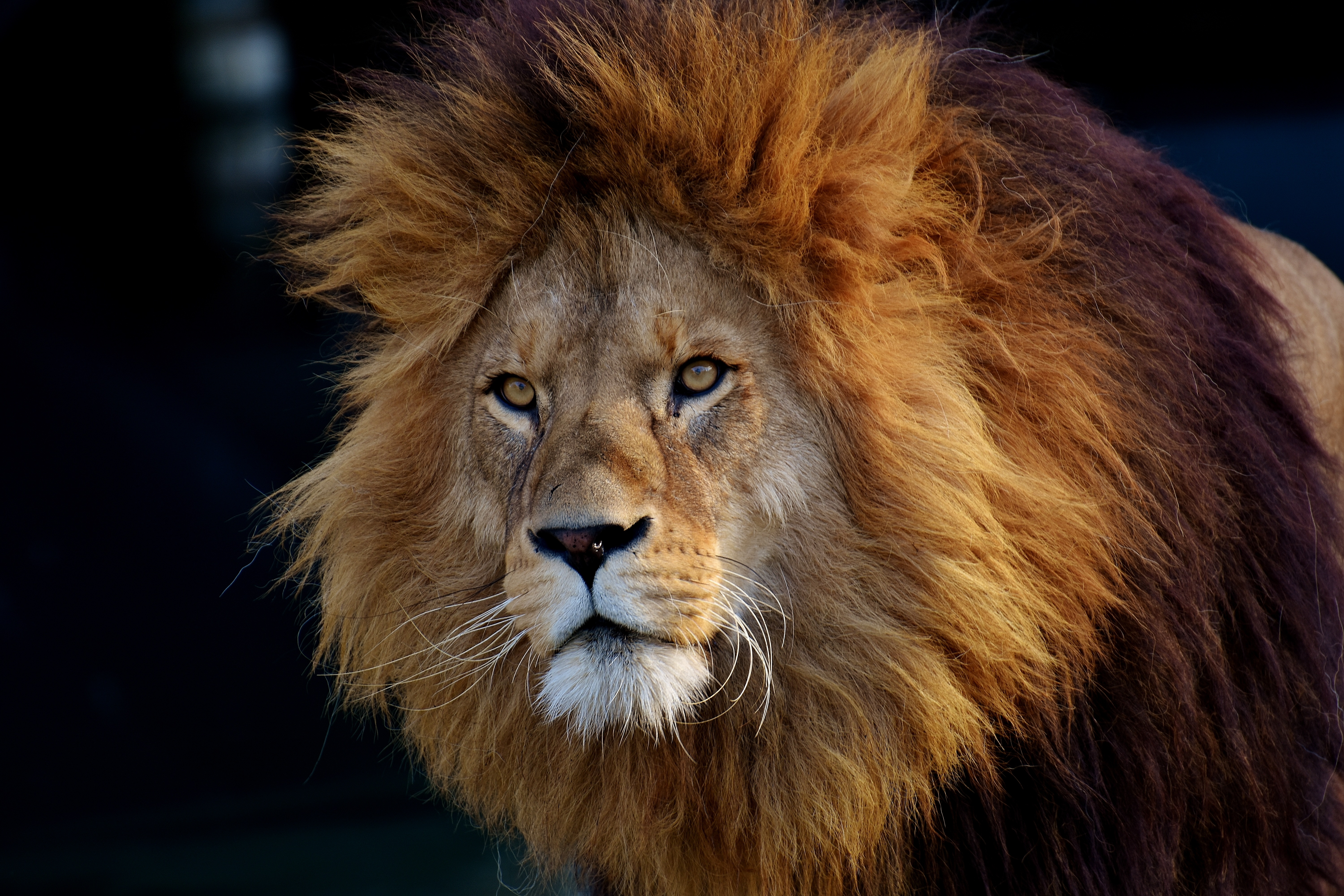 156867 baixar papel de parede predator, um leão, predador, animais, leão, focinho - protetores de tela e imagens gratuitamente